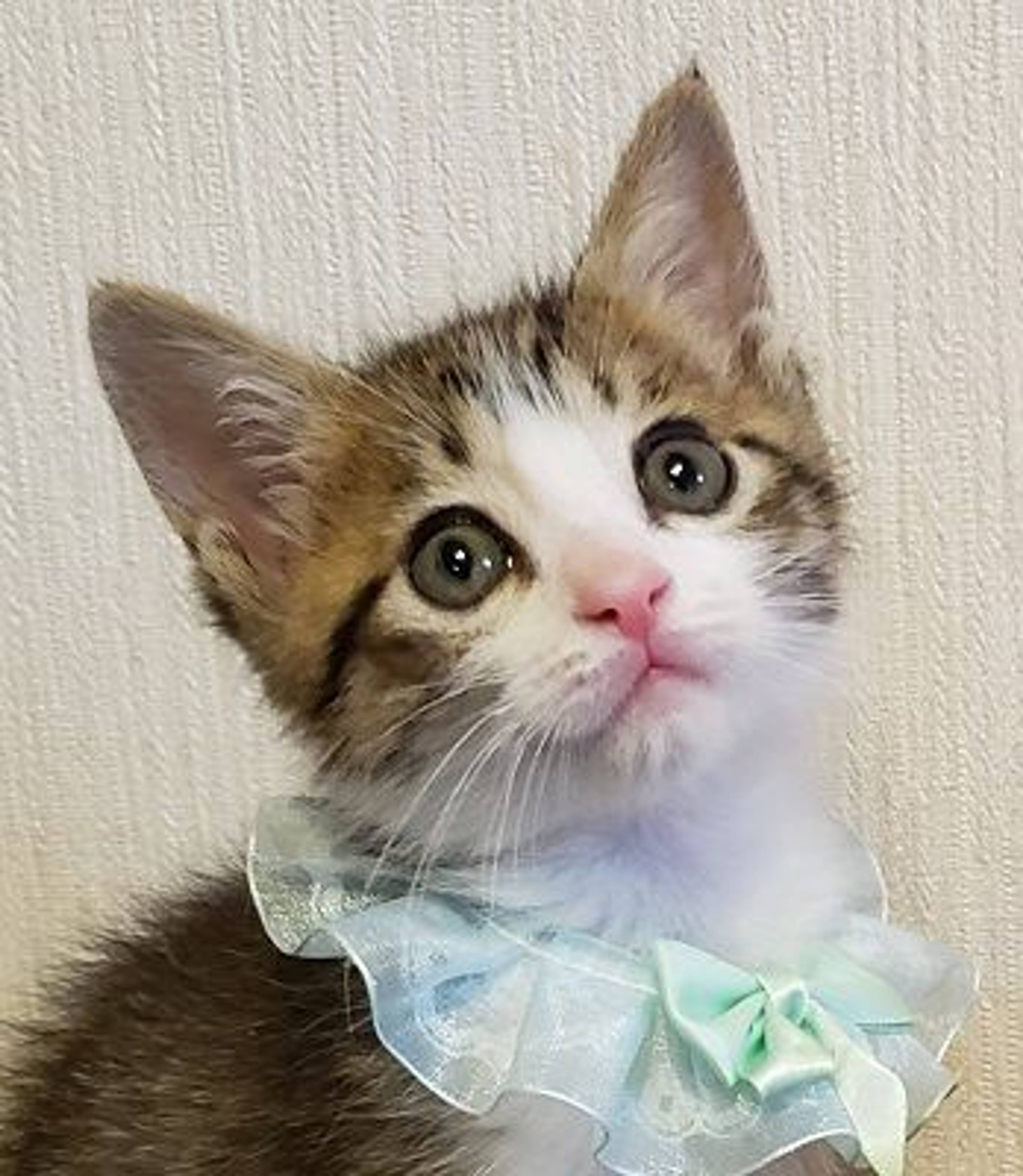 雑種（ミックス猫）・オスの里親募集の写真