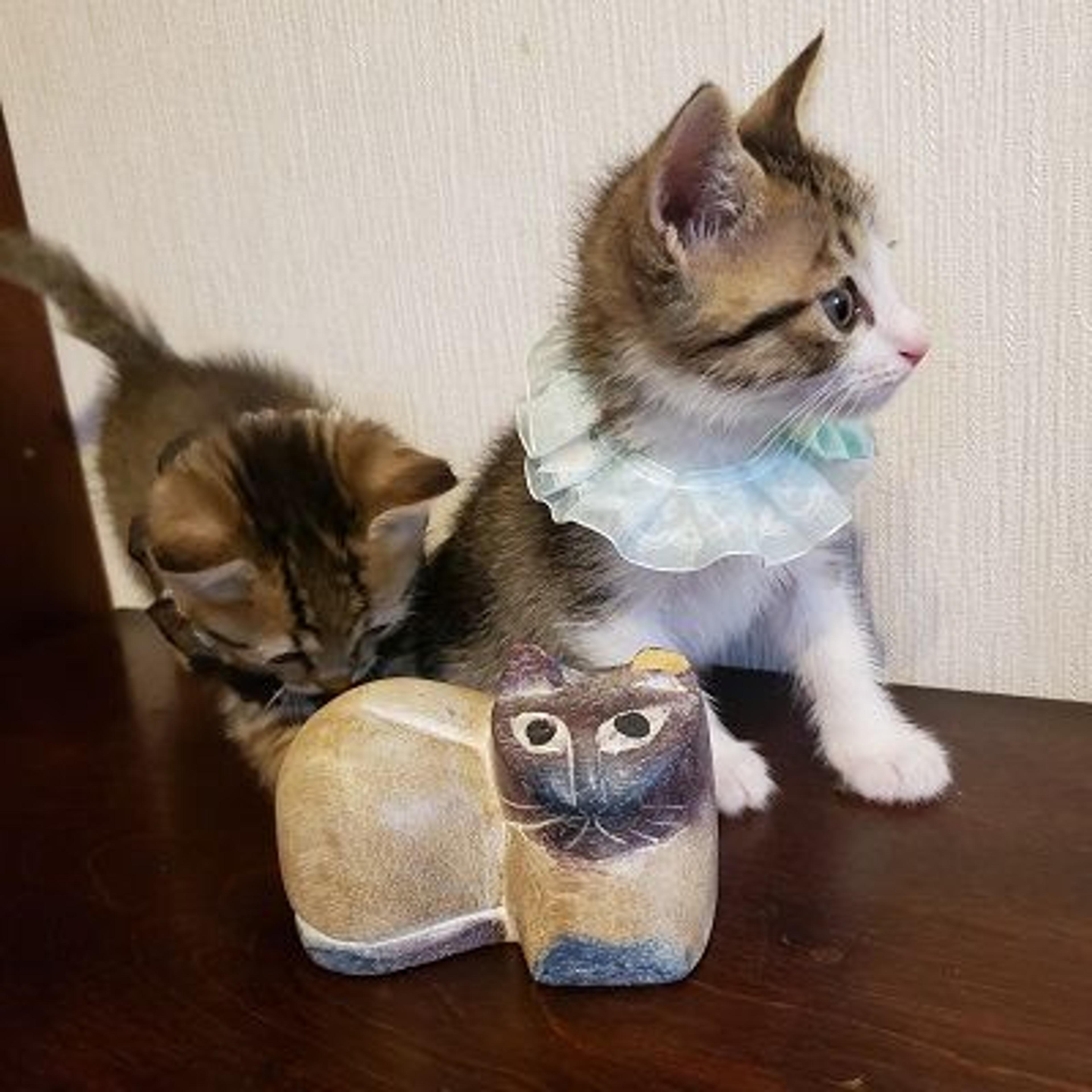pet-image-4