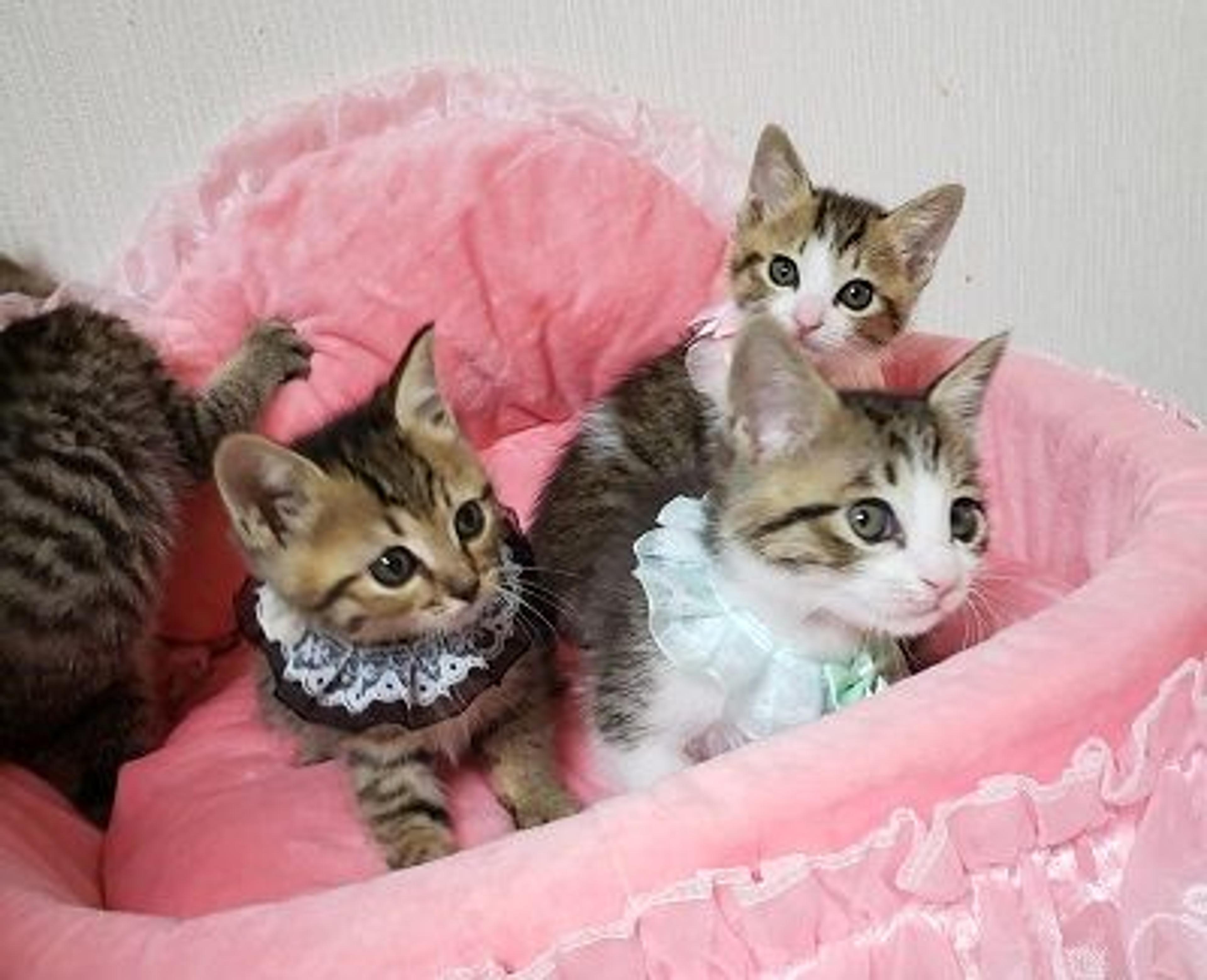 pet-image-5
