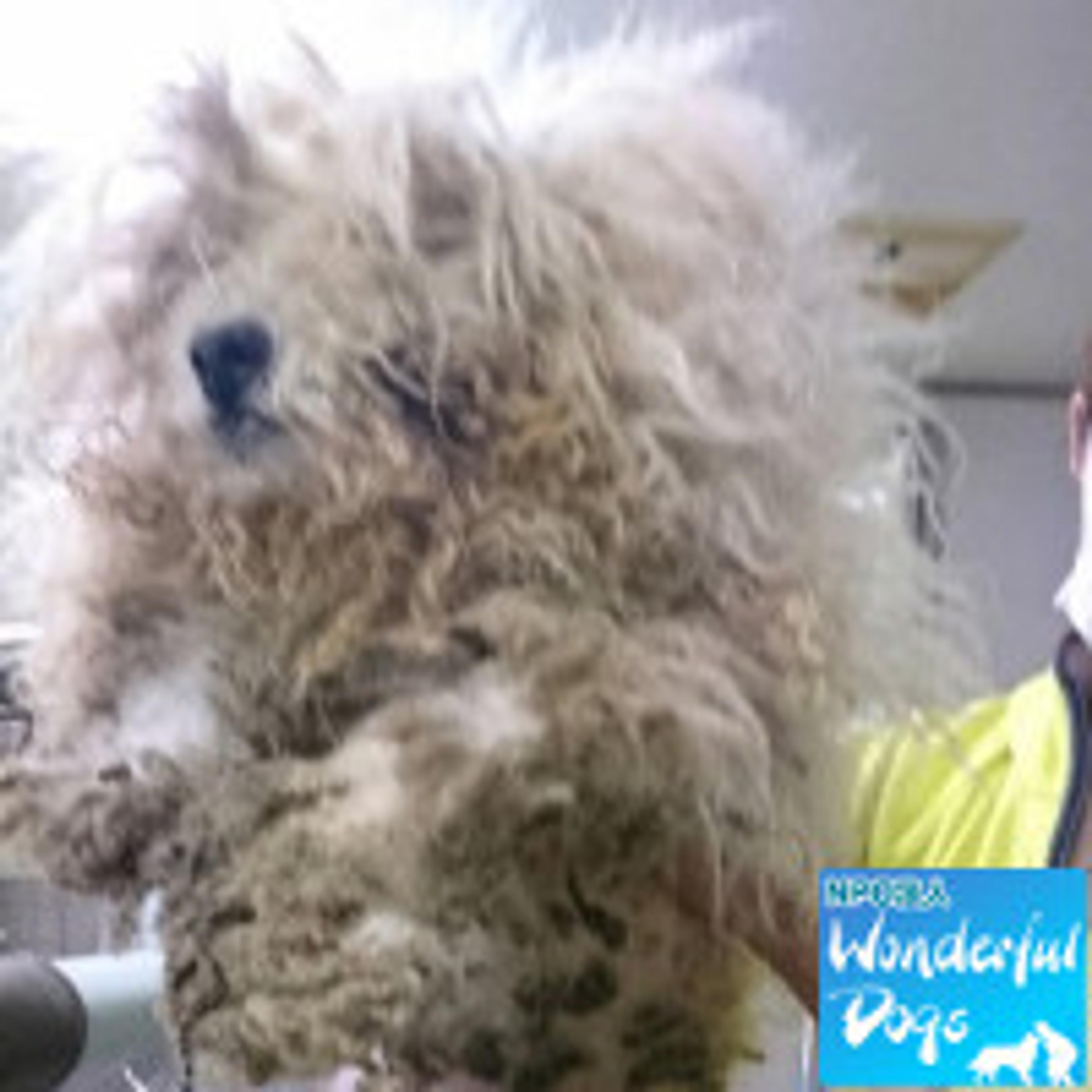 pet-image-2