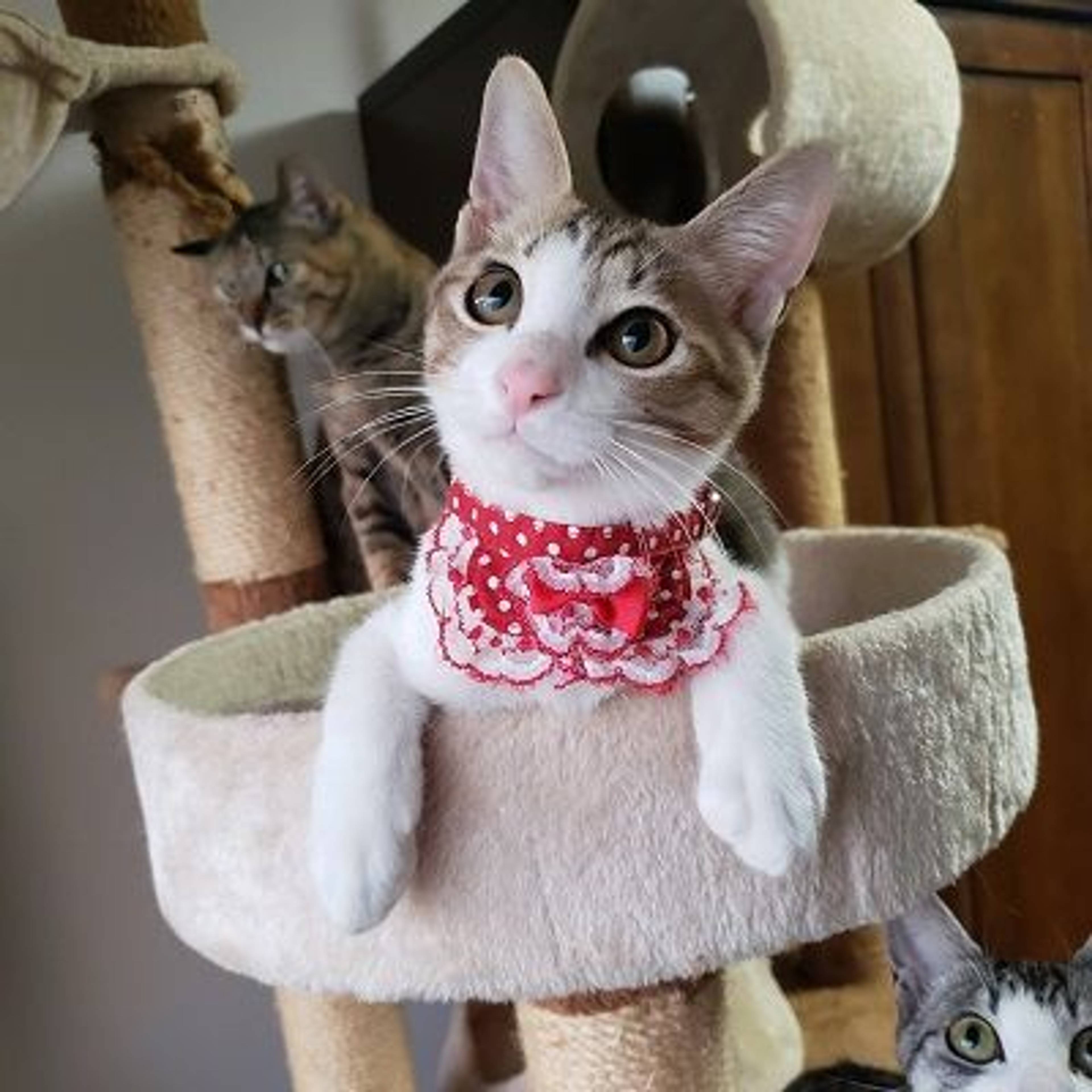 雑種（ミックス猫）・オスの里親募集の写真
