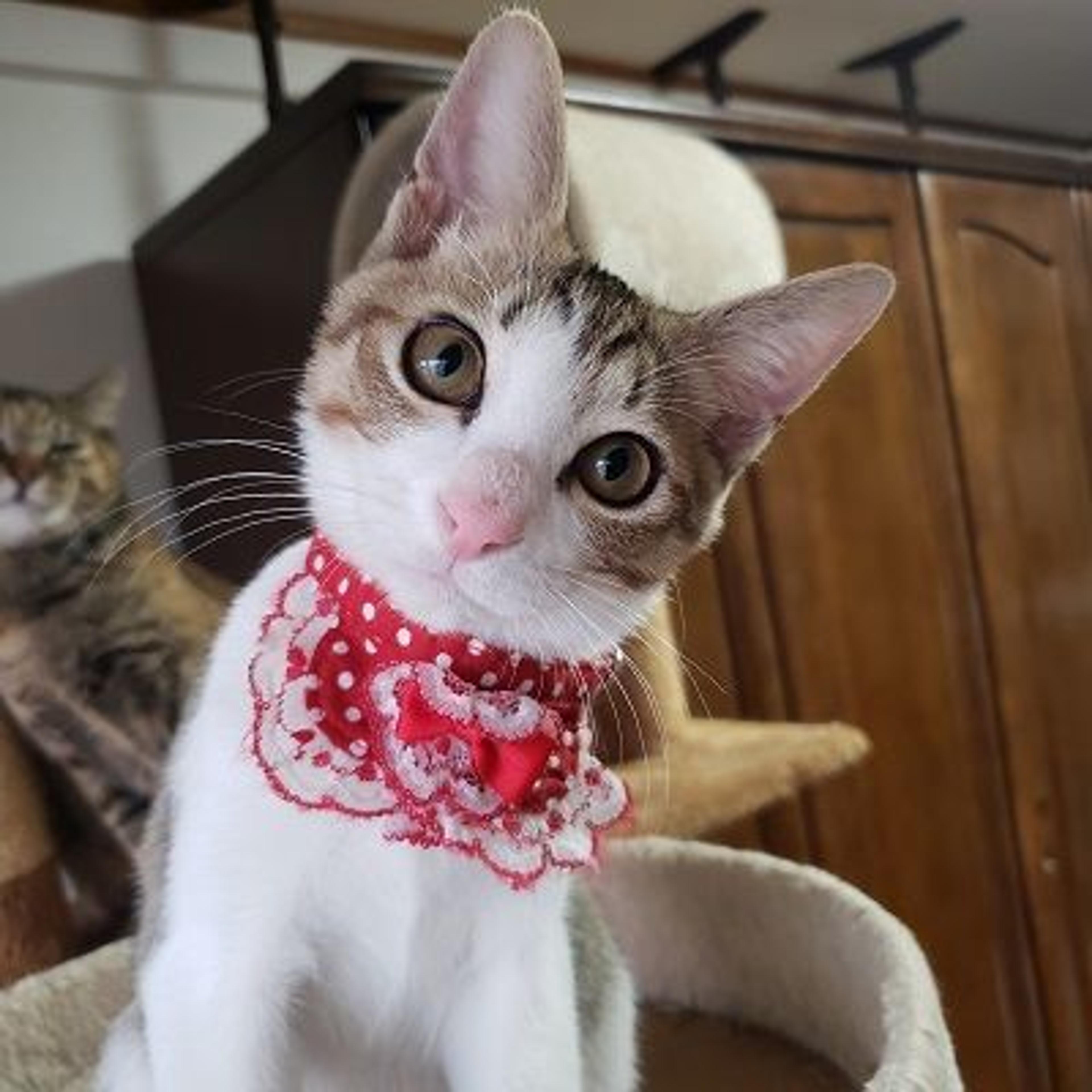 pet-image-2