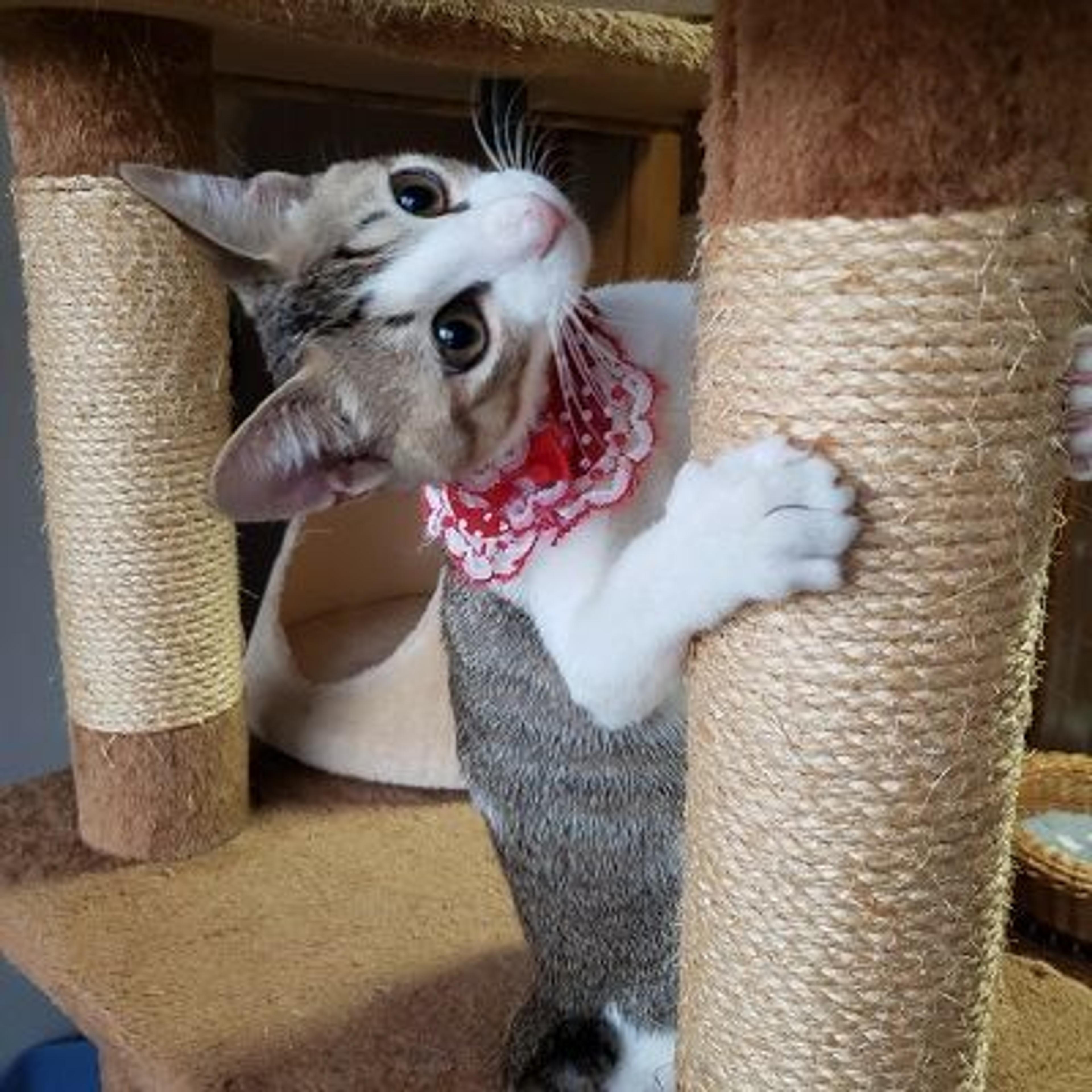 pet-image-3