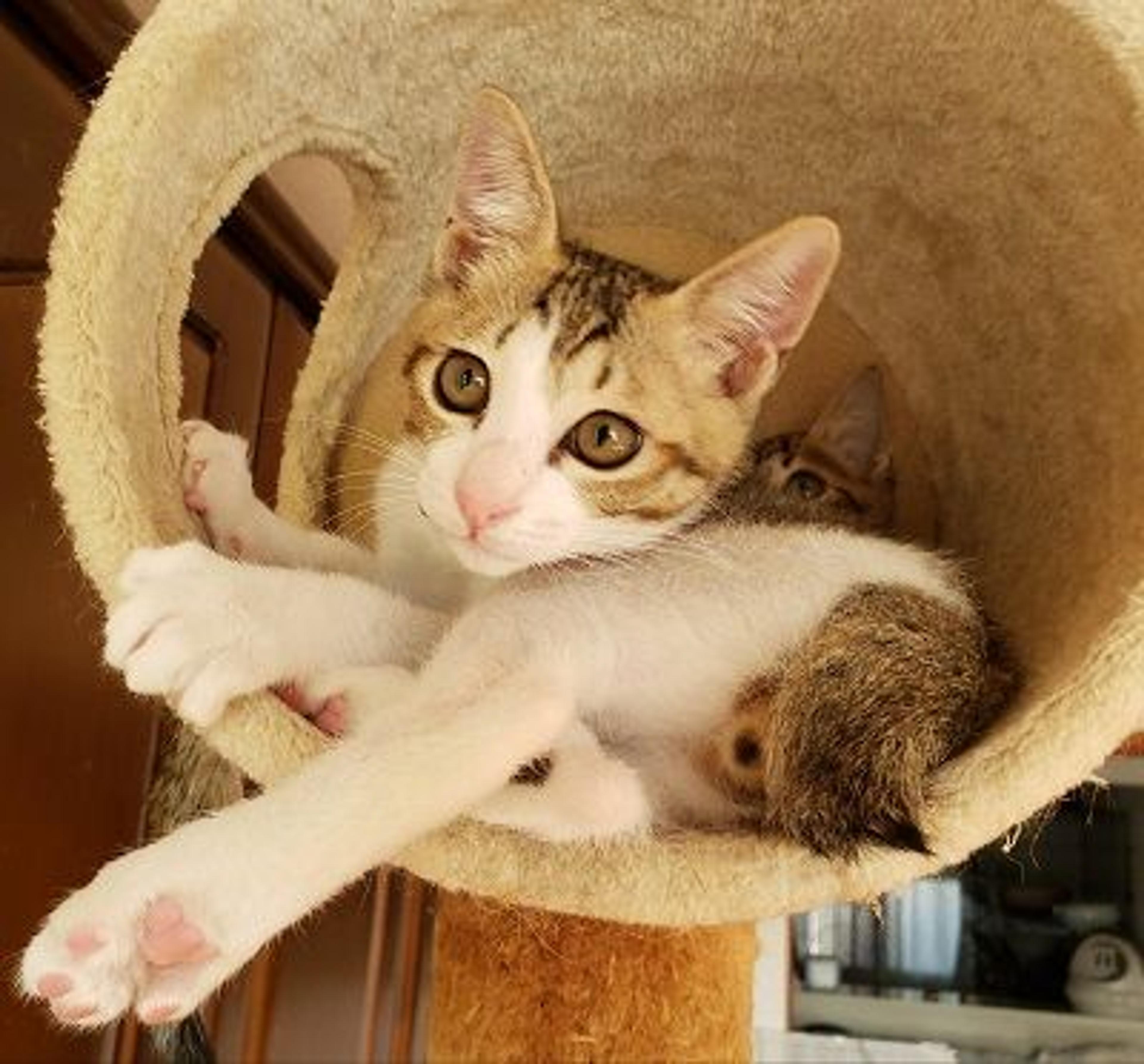 pet-image-4