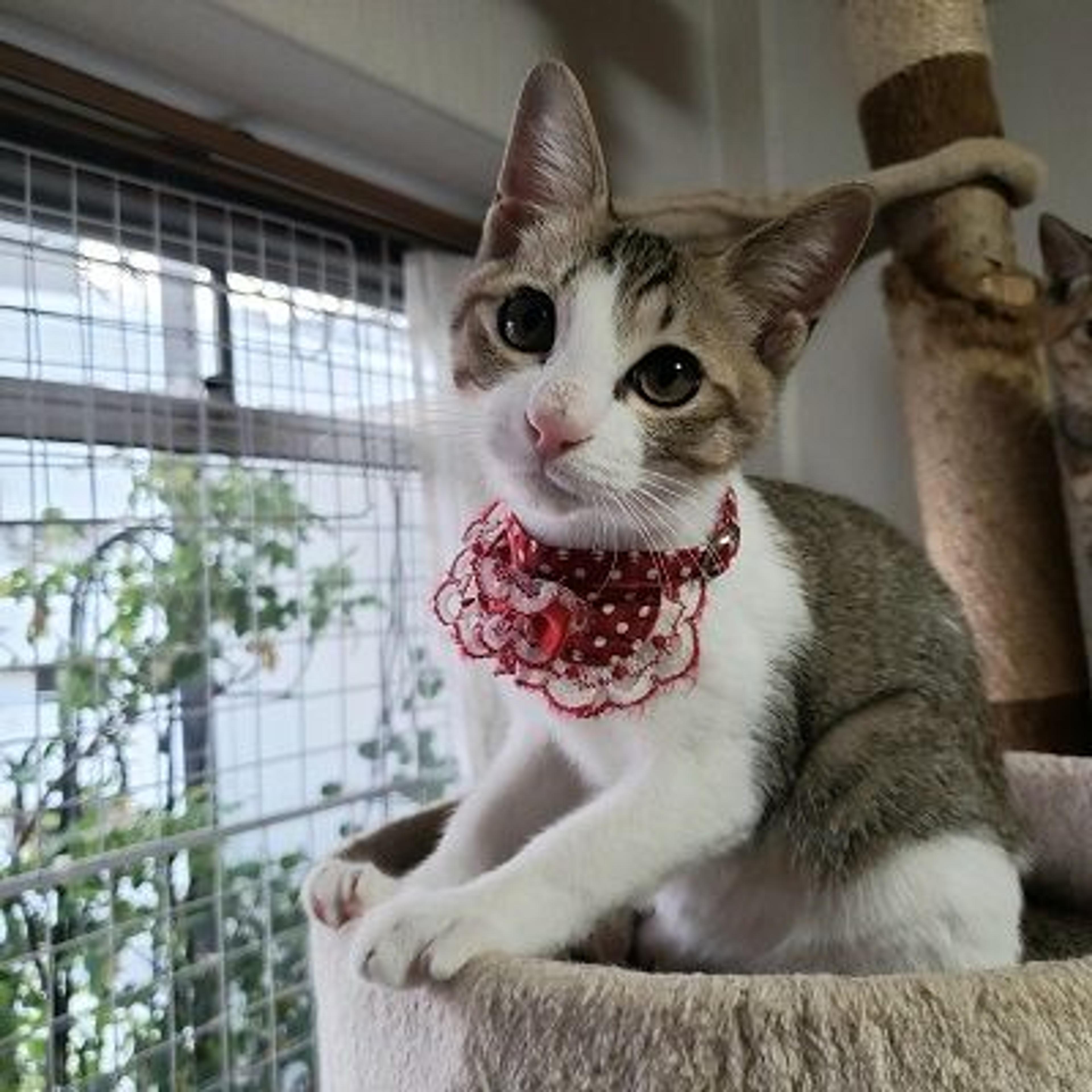 pet-image-5