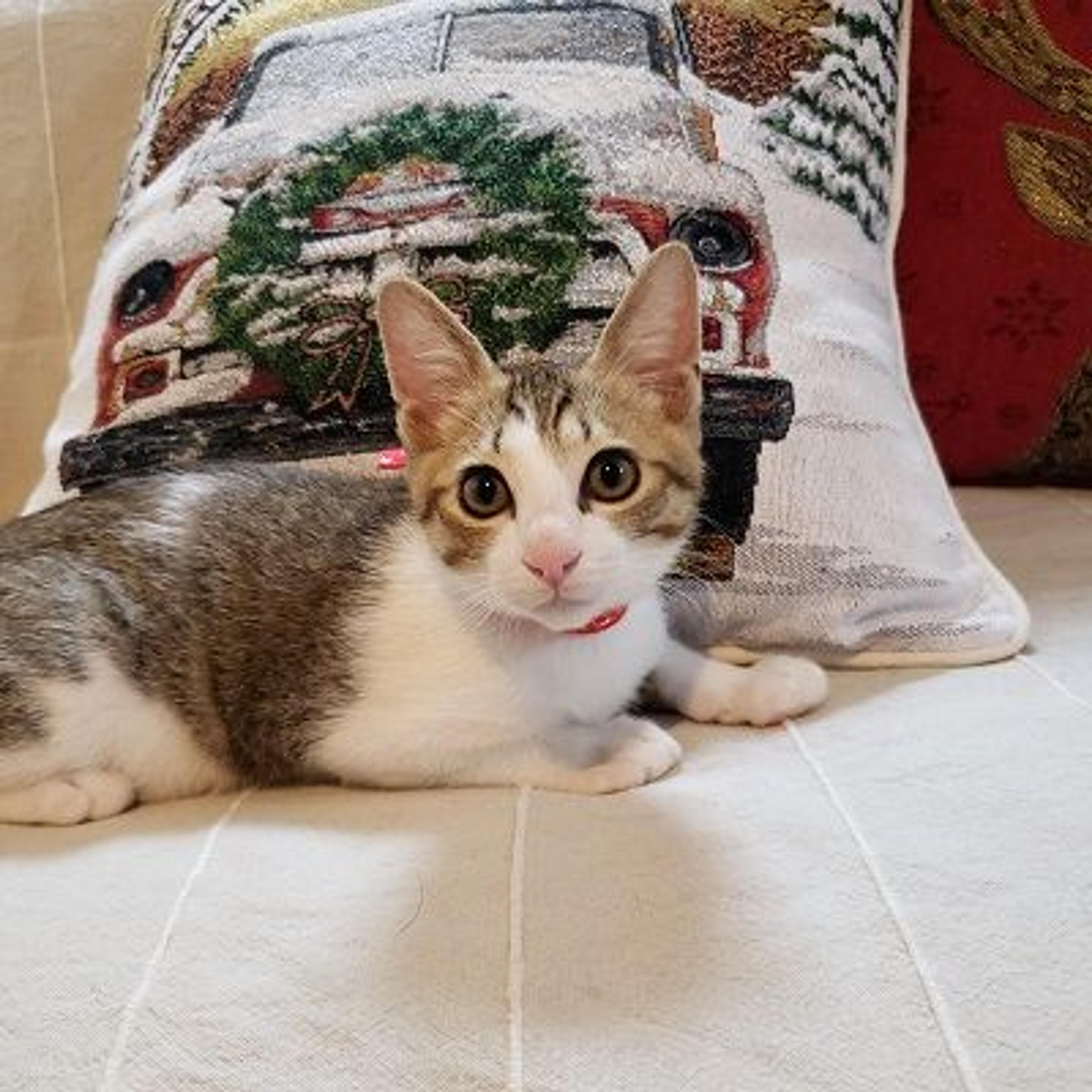 pet-image-6