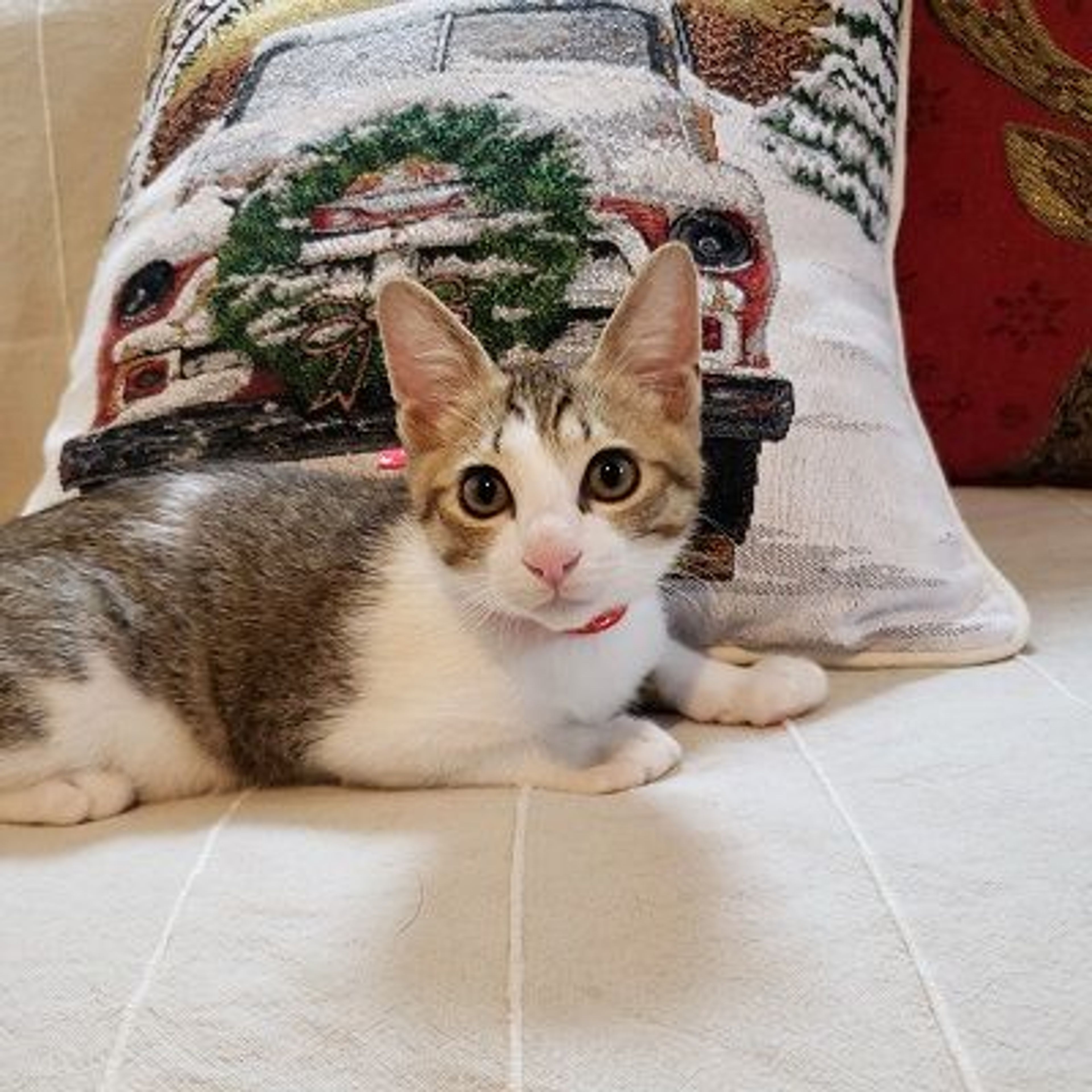 pet-image-6
