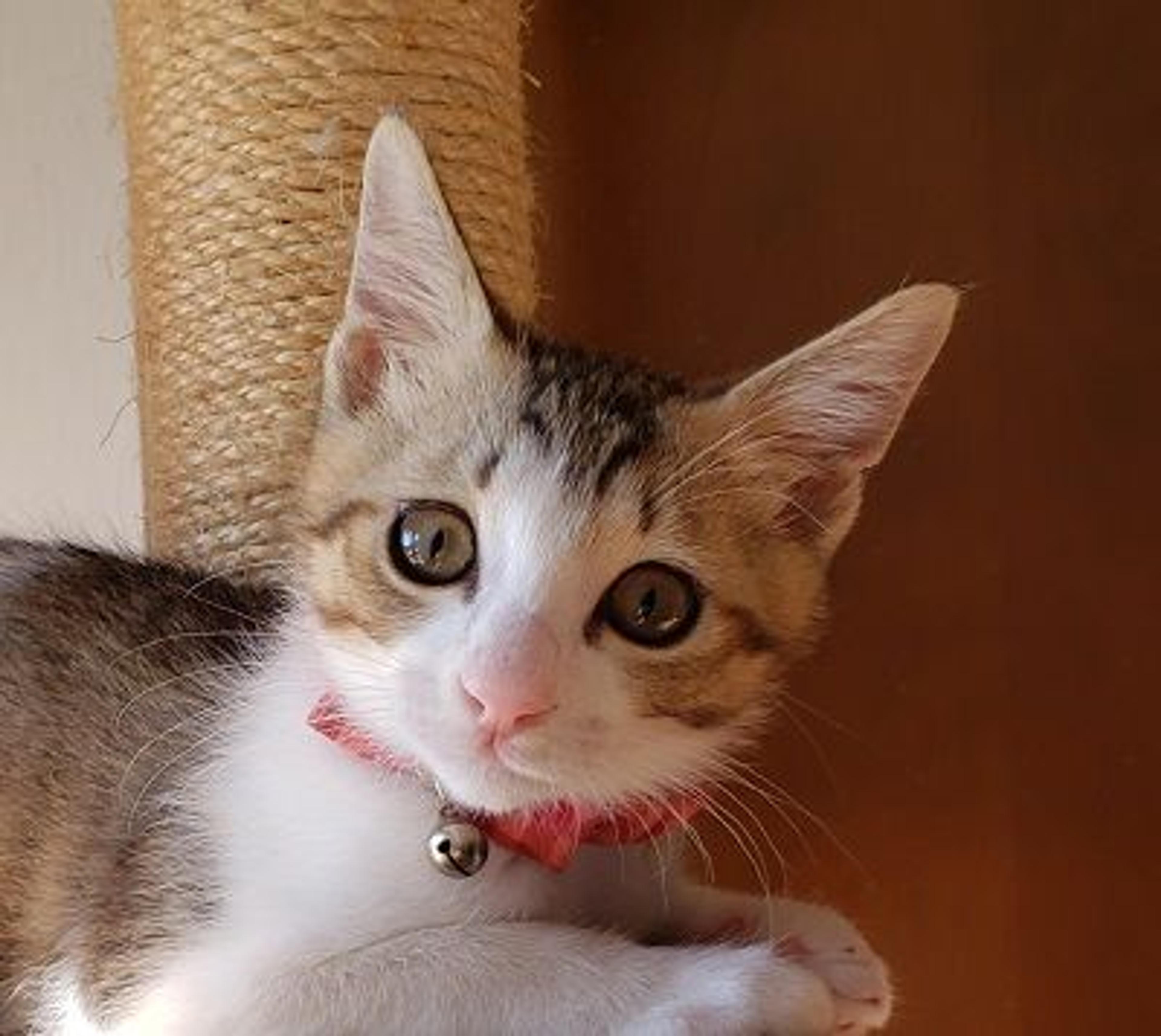 pet-image-7