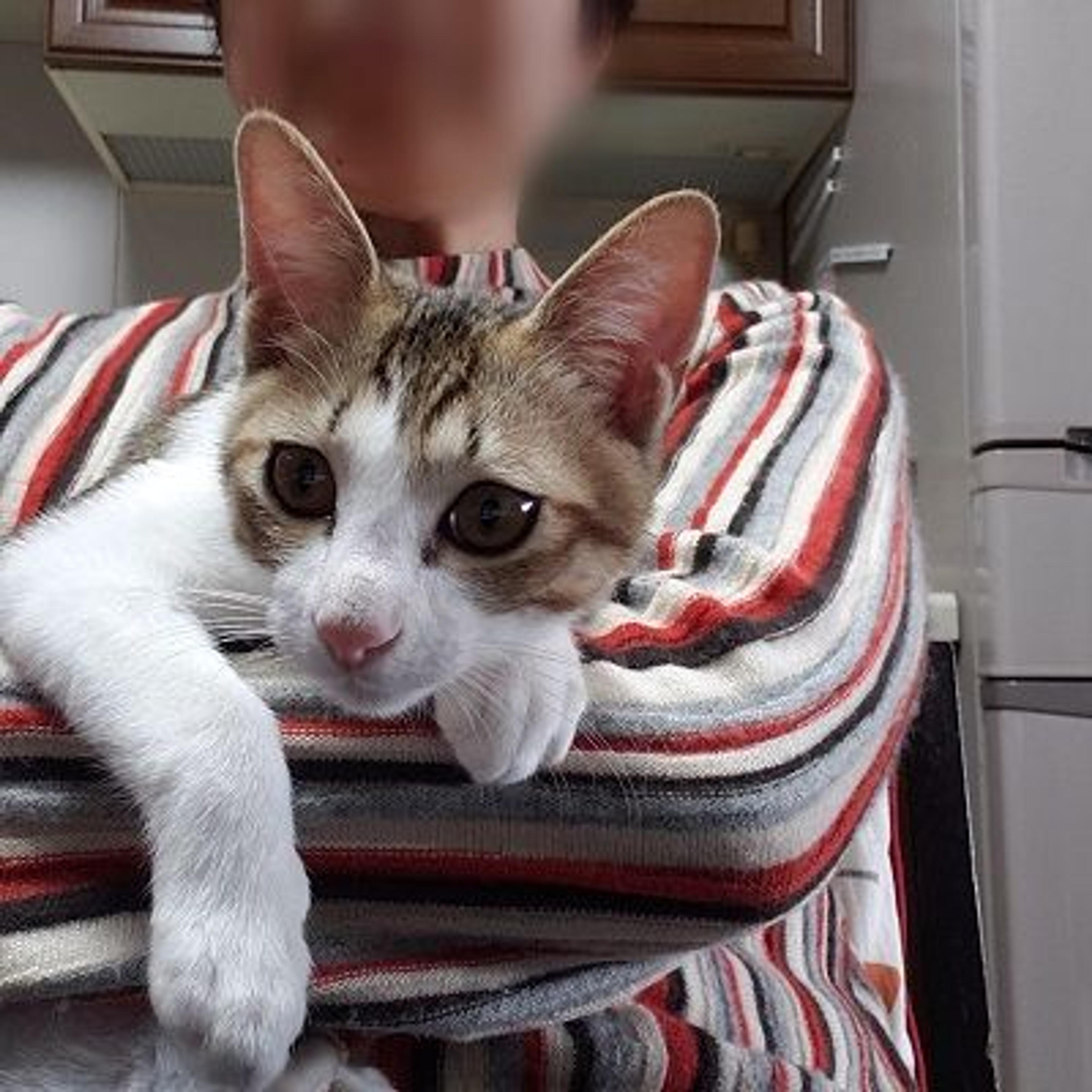pet-image-8