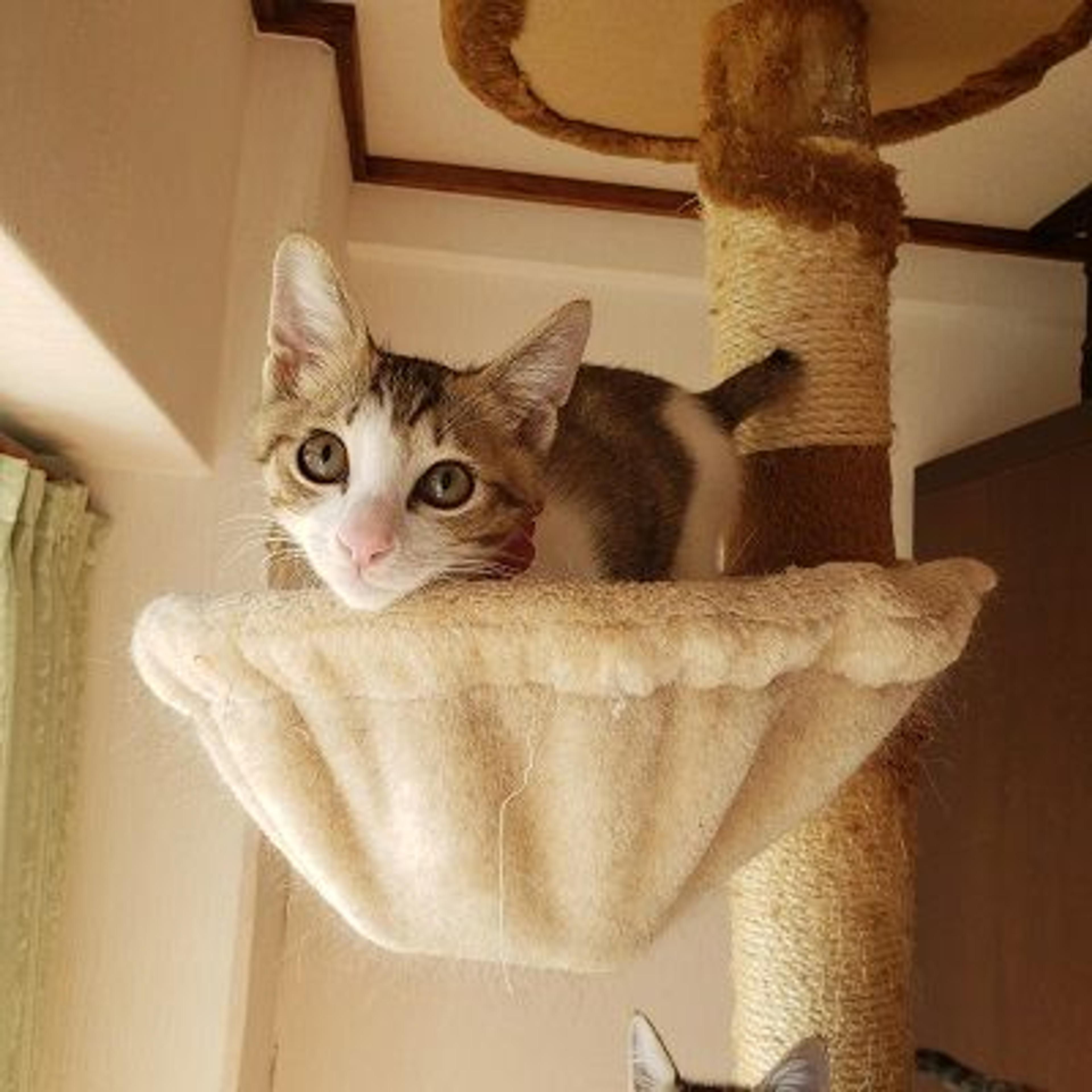 pet-image-9