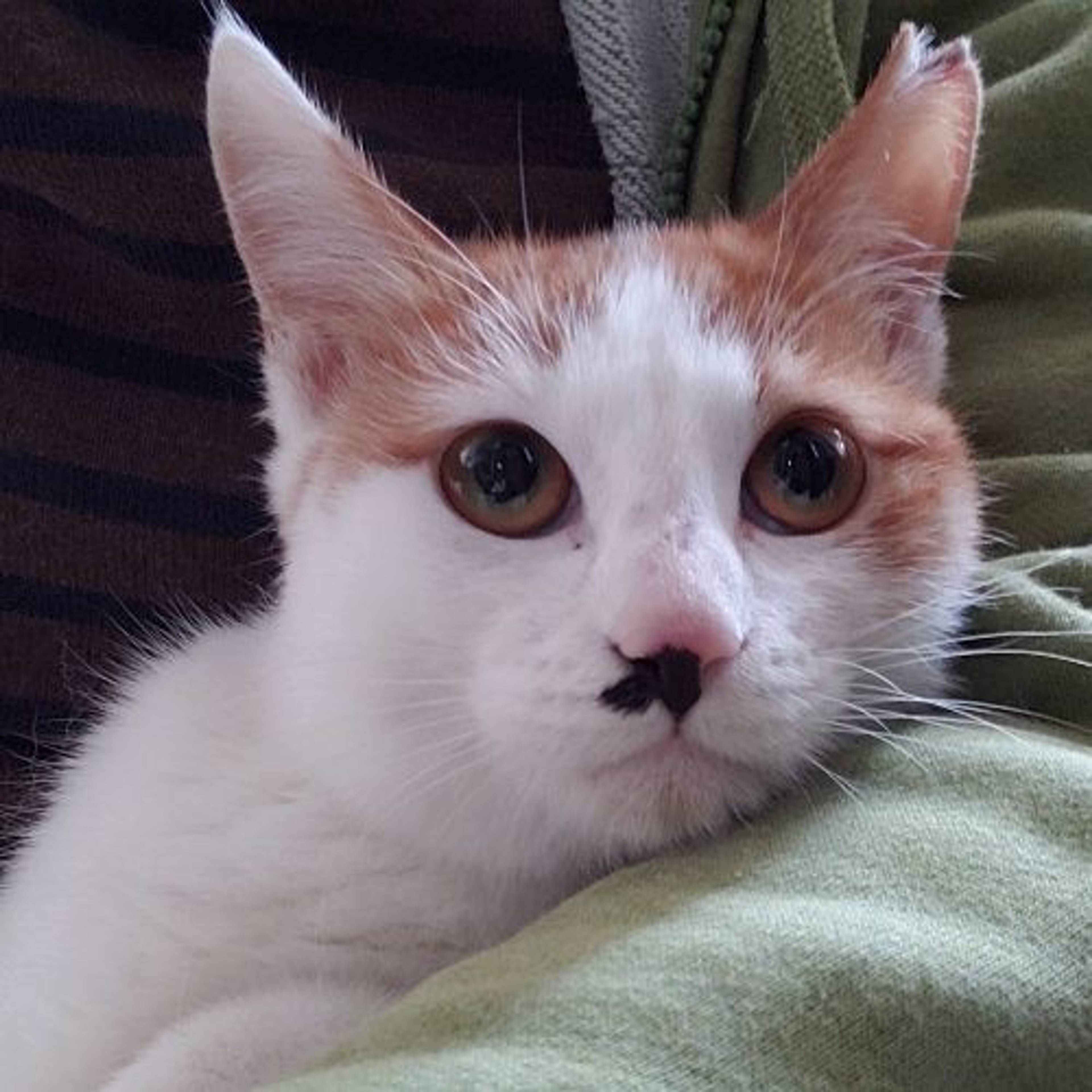 日本猫・メスの里親募集の写真
