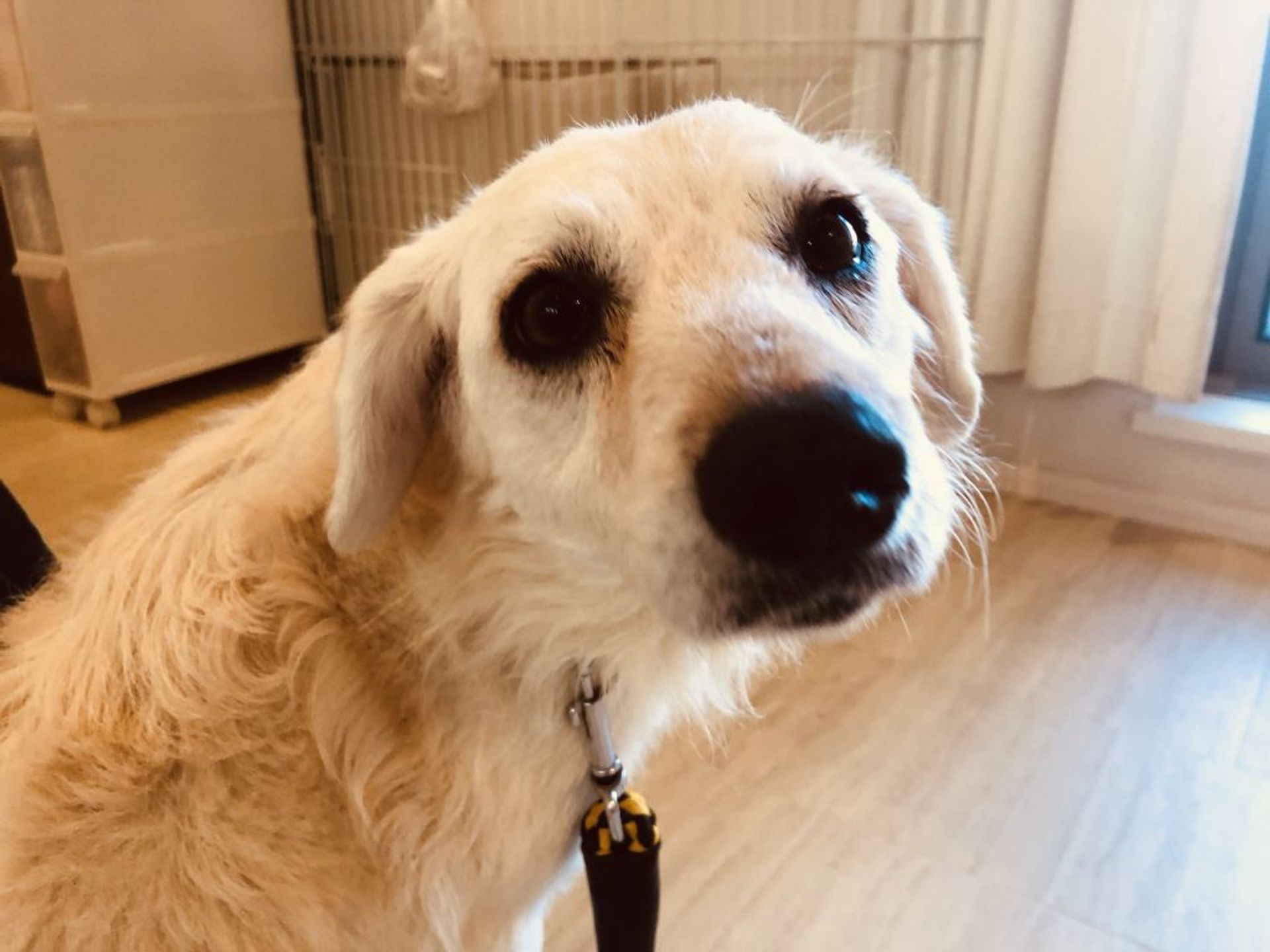 雑種（ミックス犬）・オスの里親募集の写真