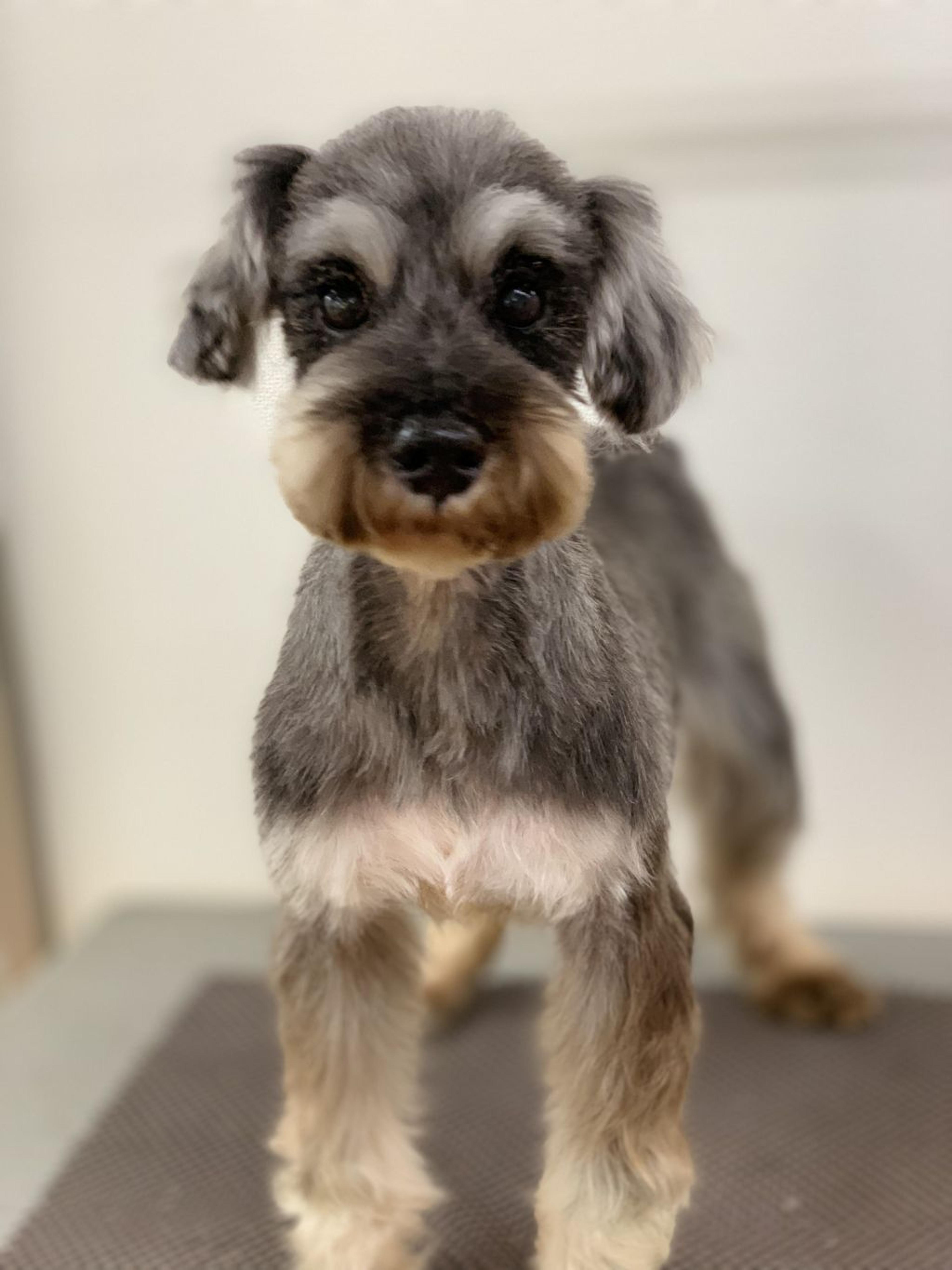 pet-image-2