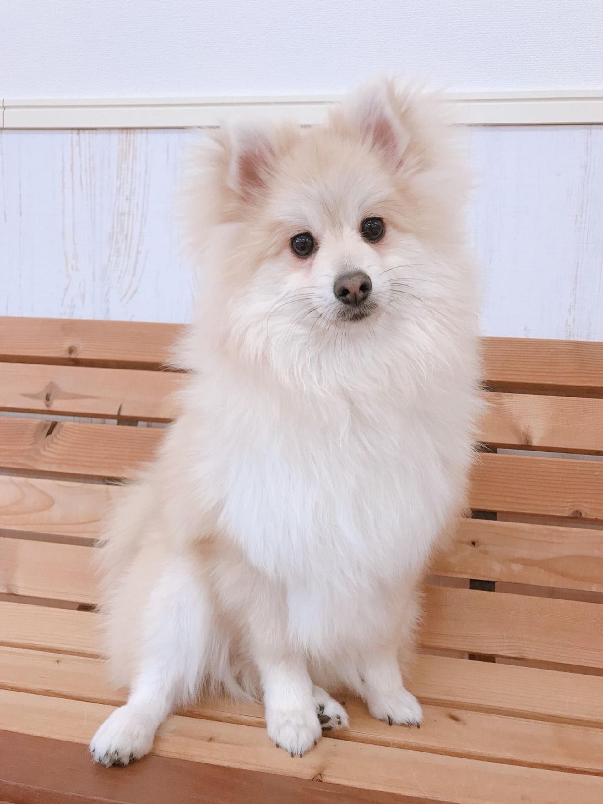 pet-image-2