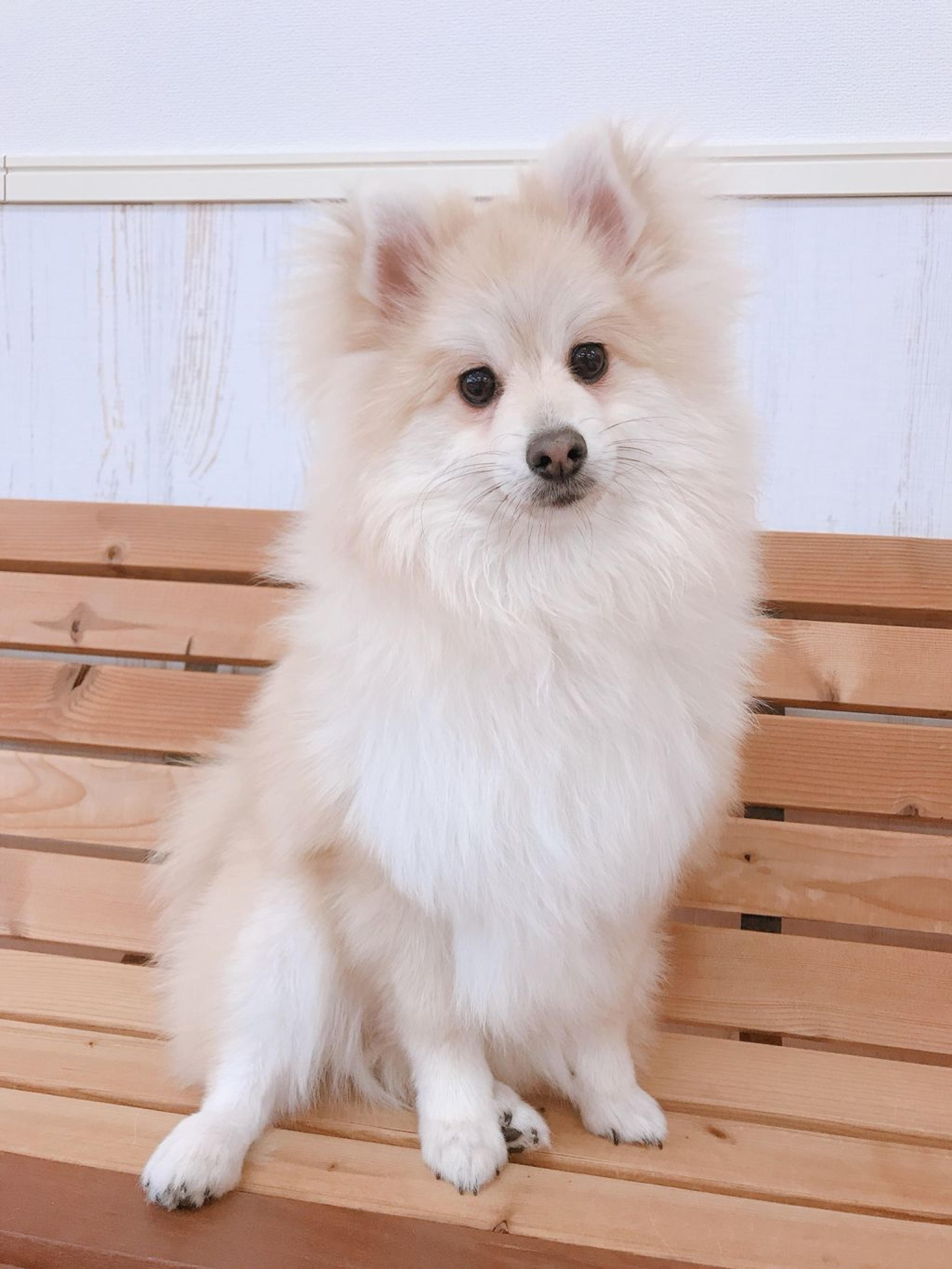 pet-image-2