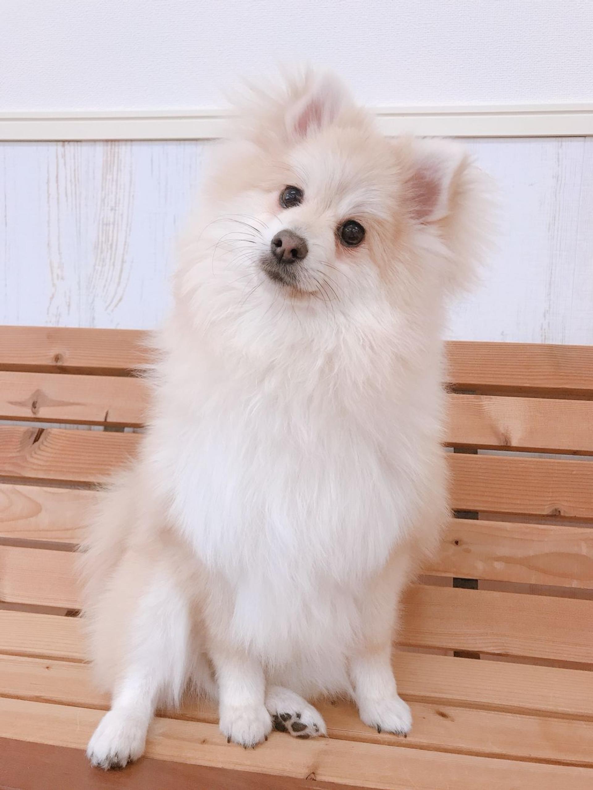 pet-image-3