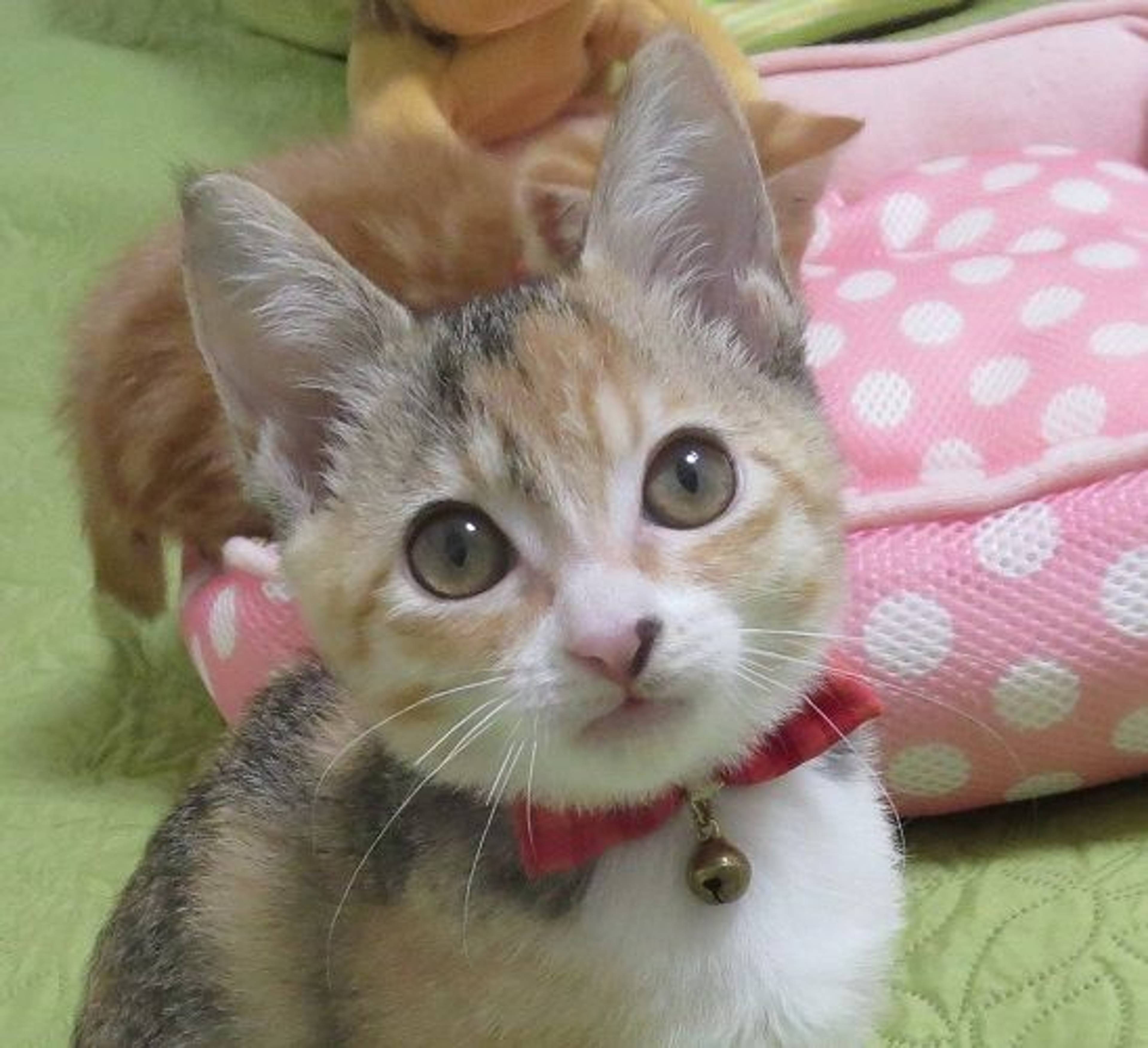 日本猫・メスの里親募集の写真