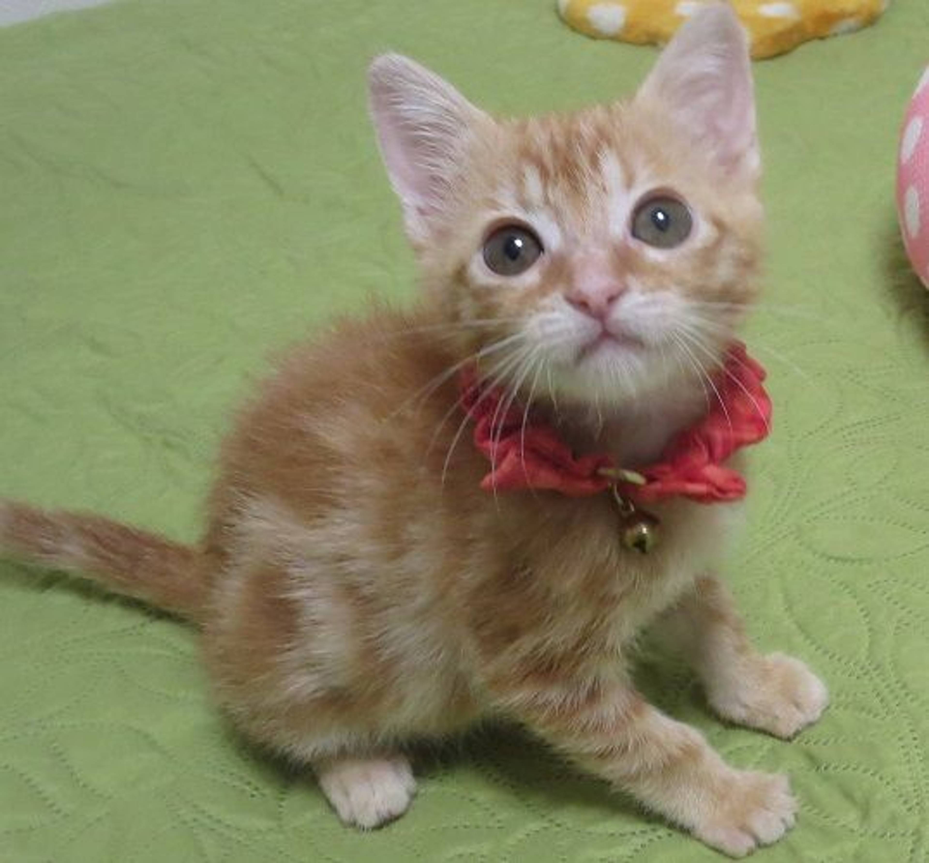 雑種（ミックス猫）・メスの里親募集の写真