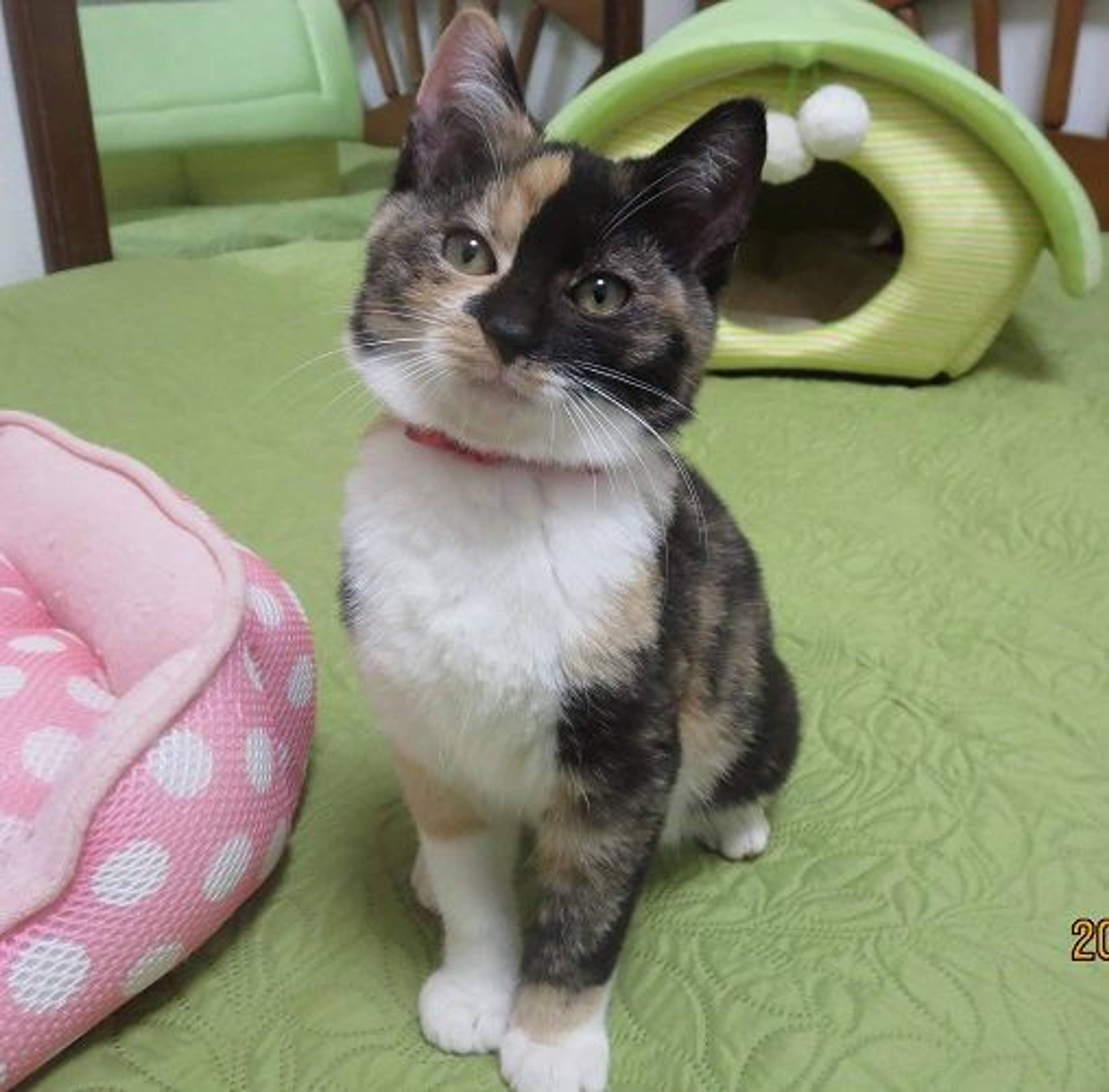 日本猫・メスの里親募集の写真
