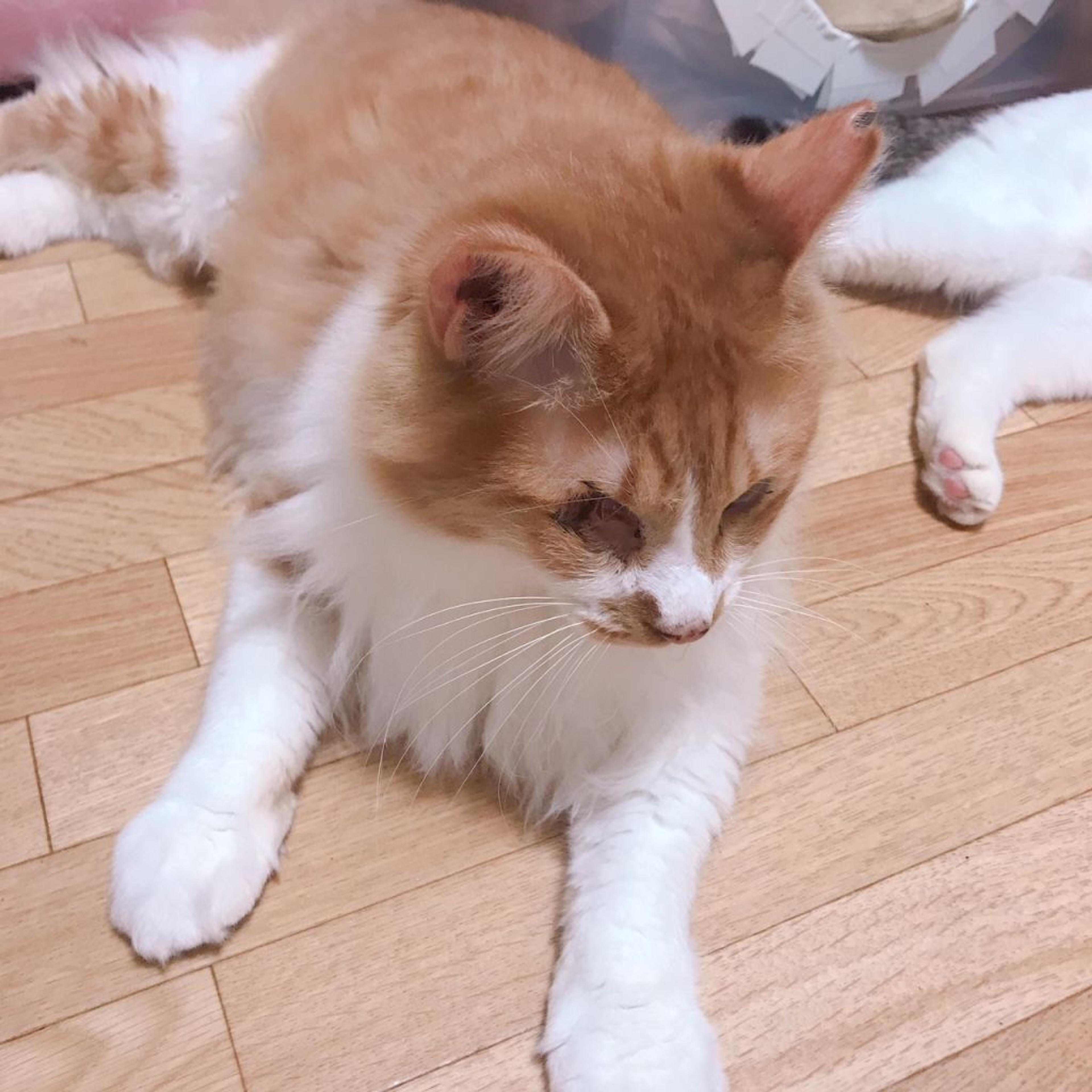 pet-image-2