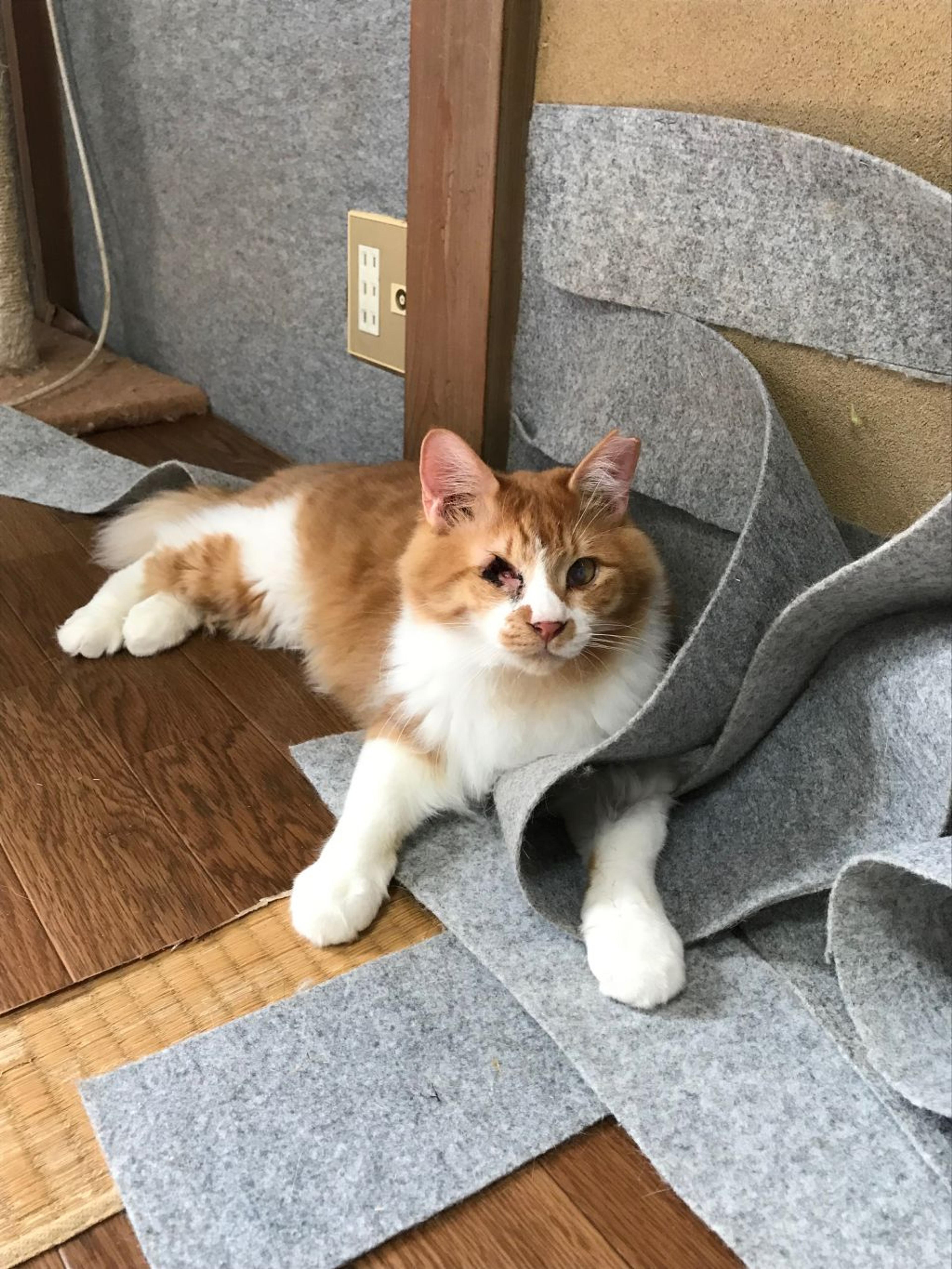 pet-image-3