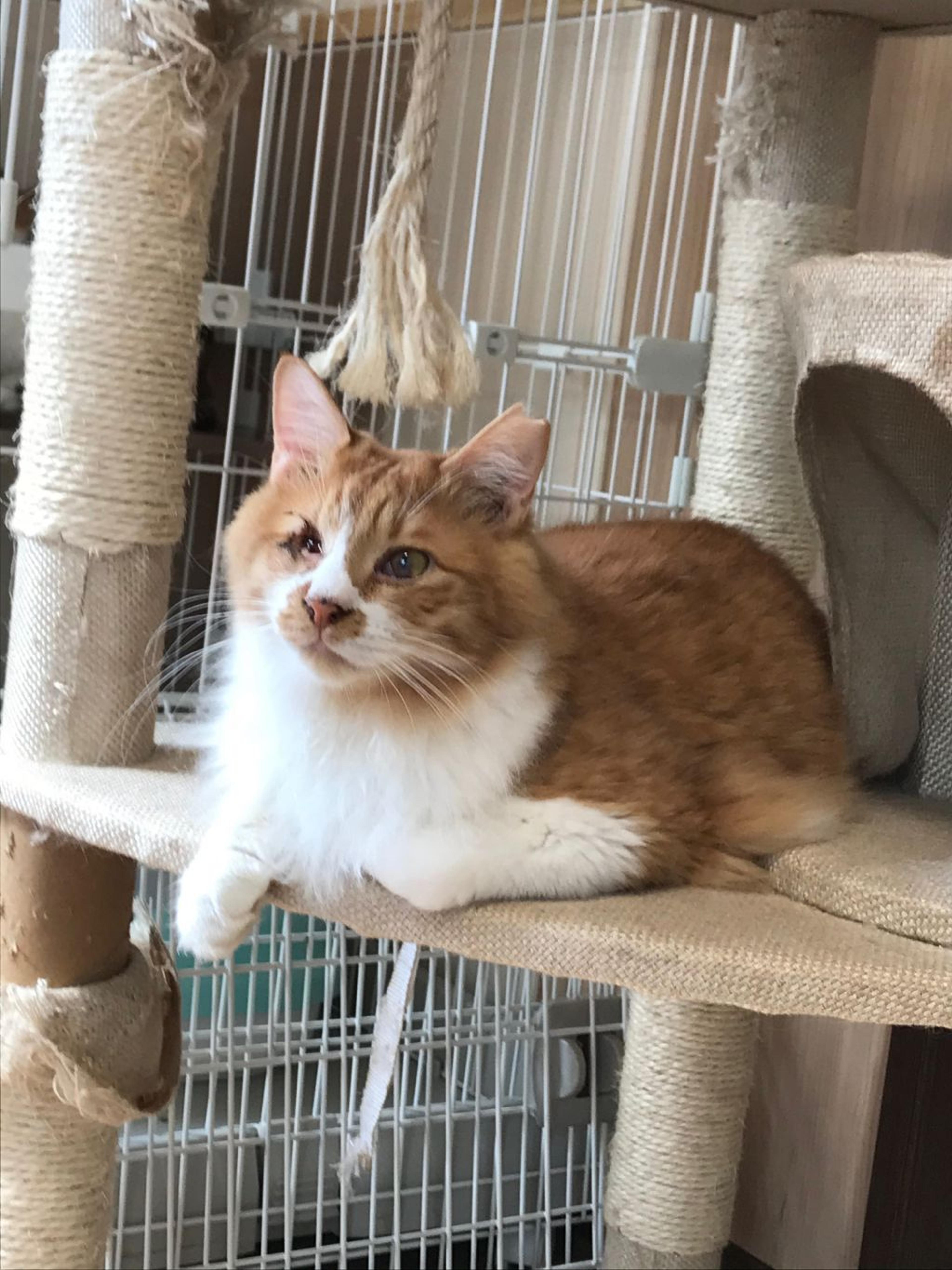 pet-image-4