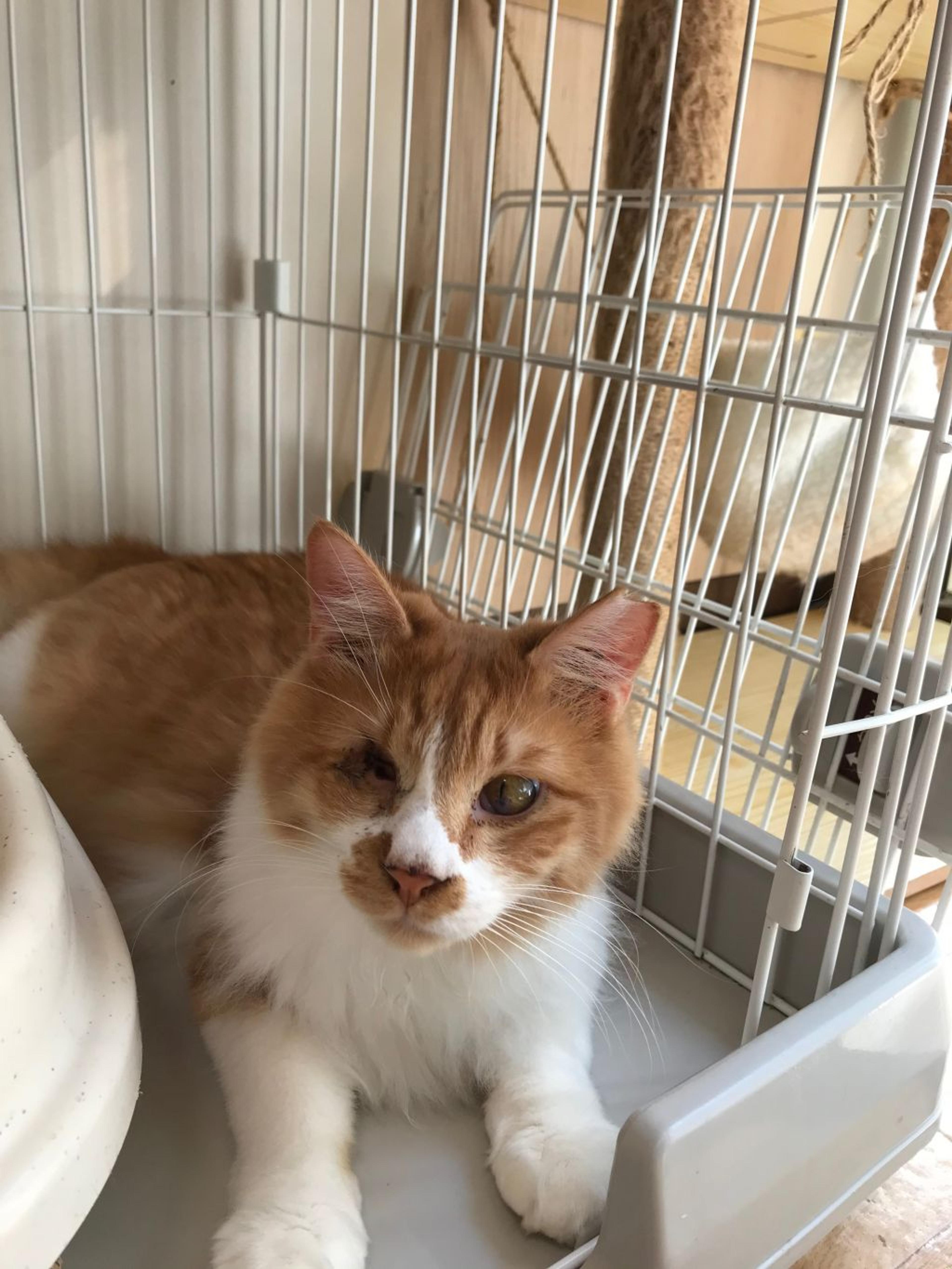 pet-image-5