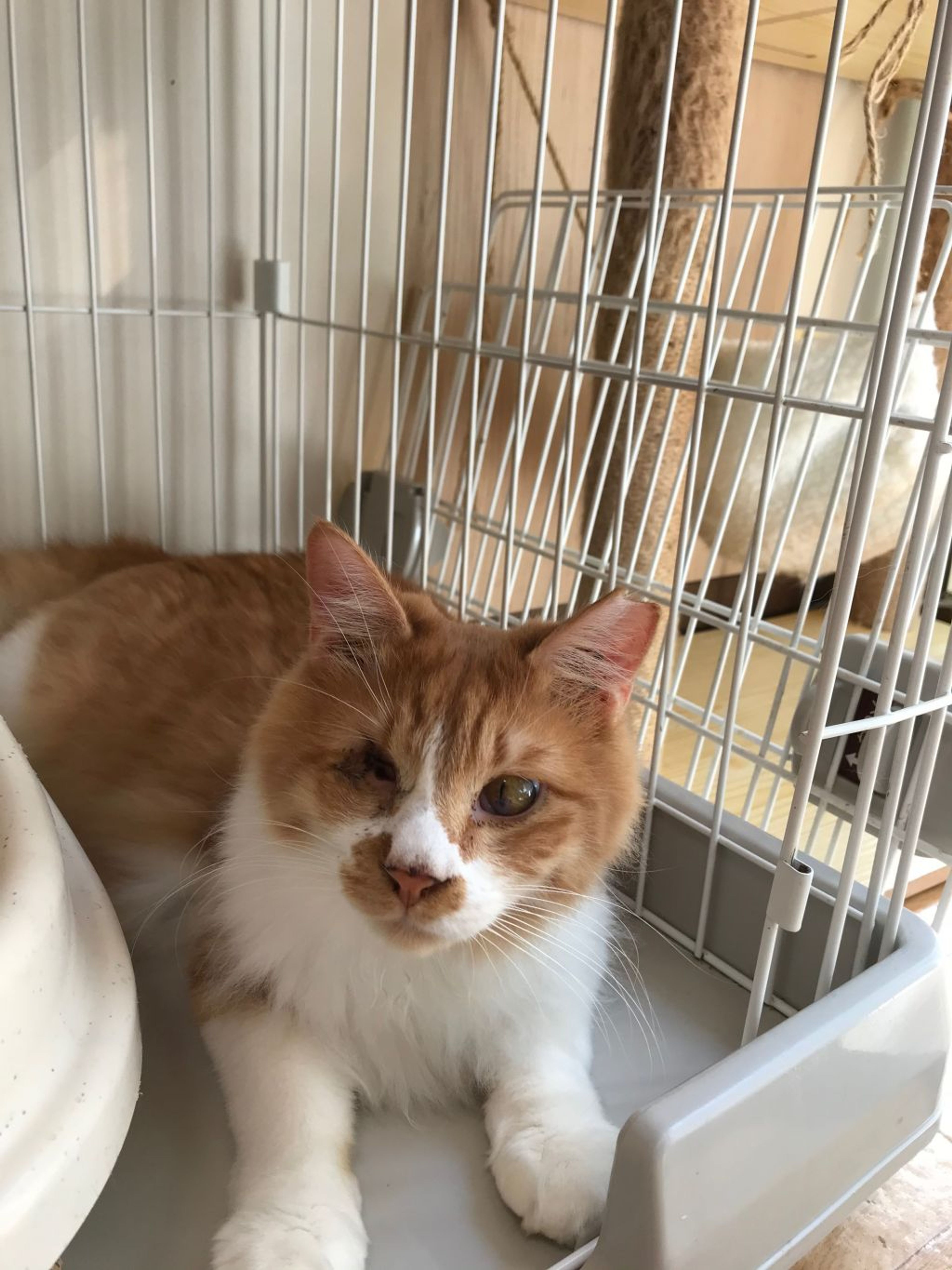 pet-image-5