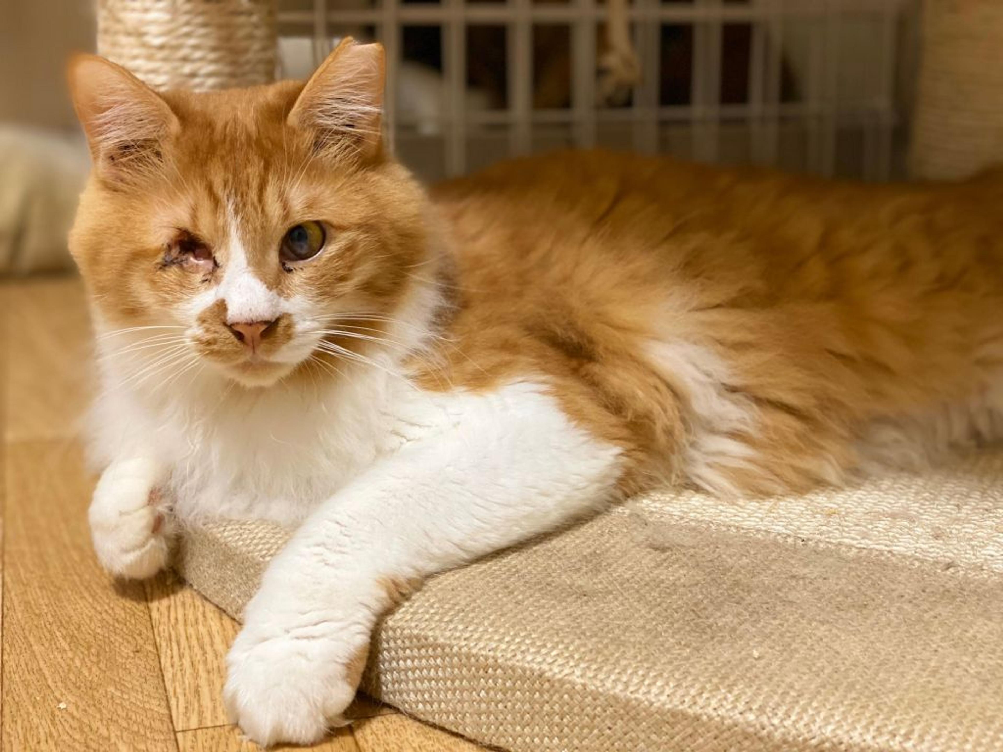pet-image-7