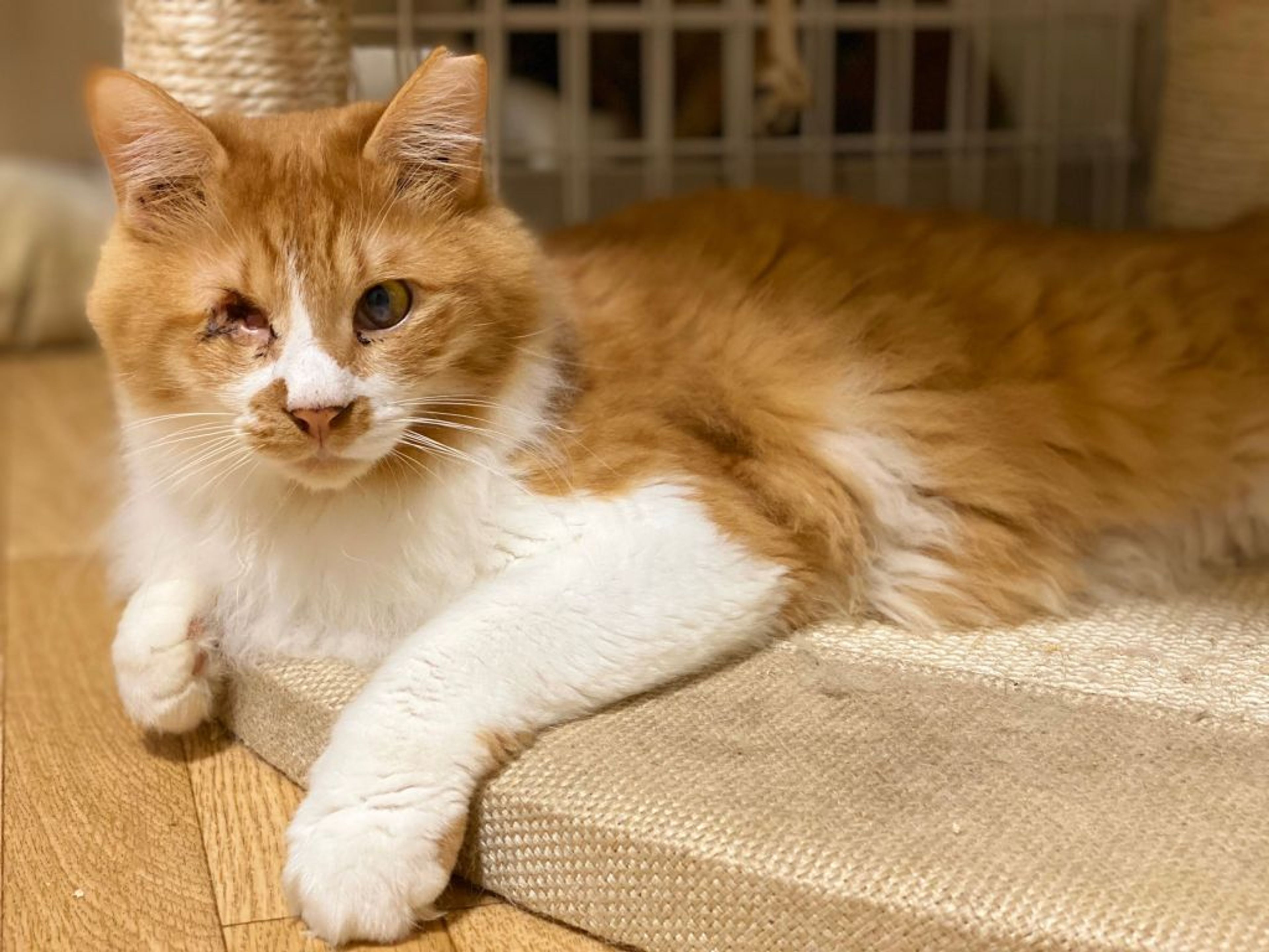 pet-image-7