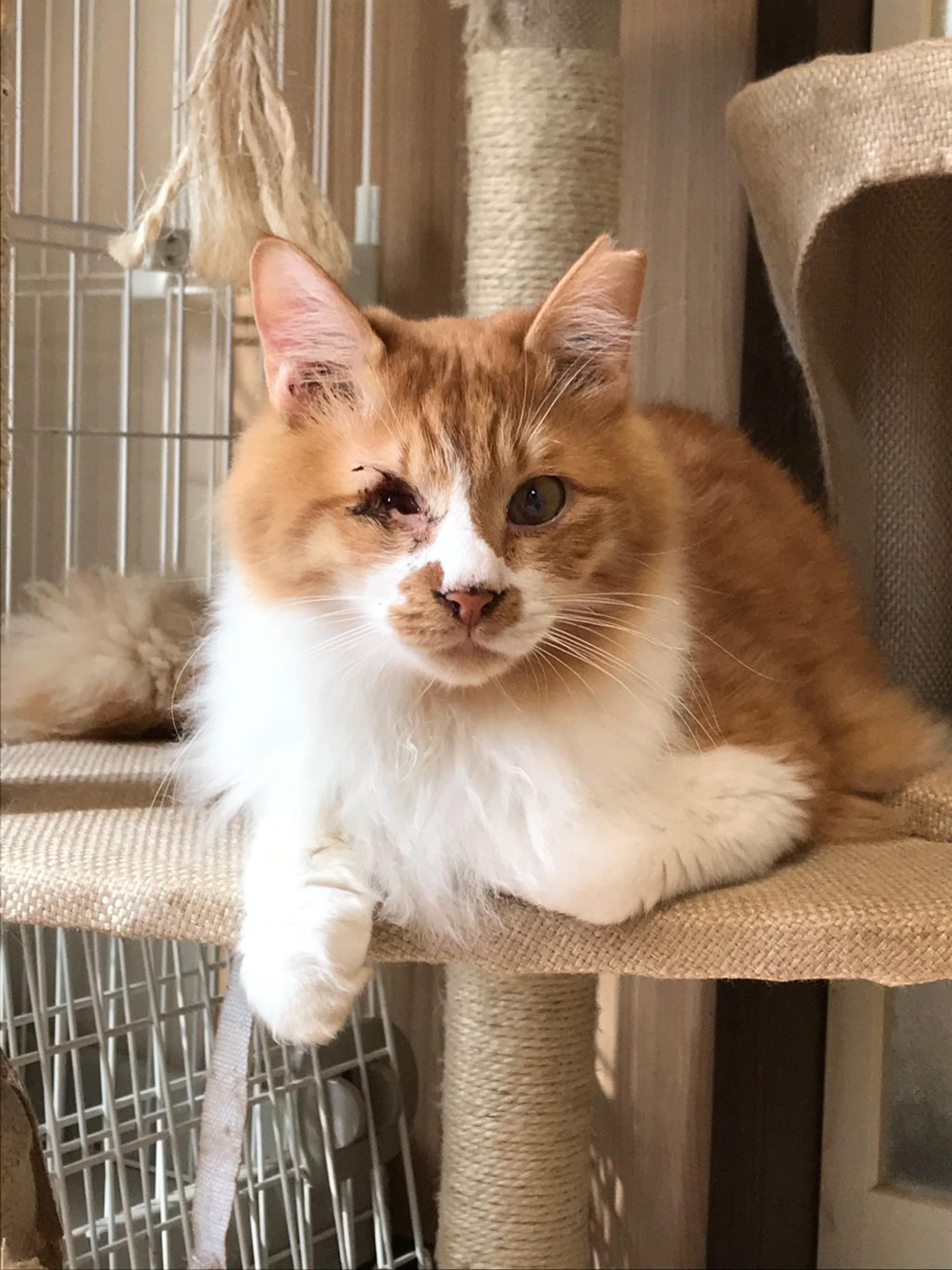 pet-image-9