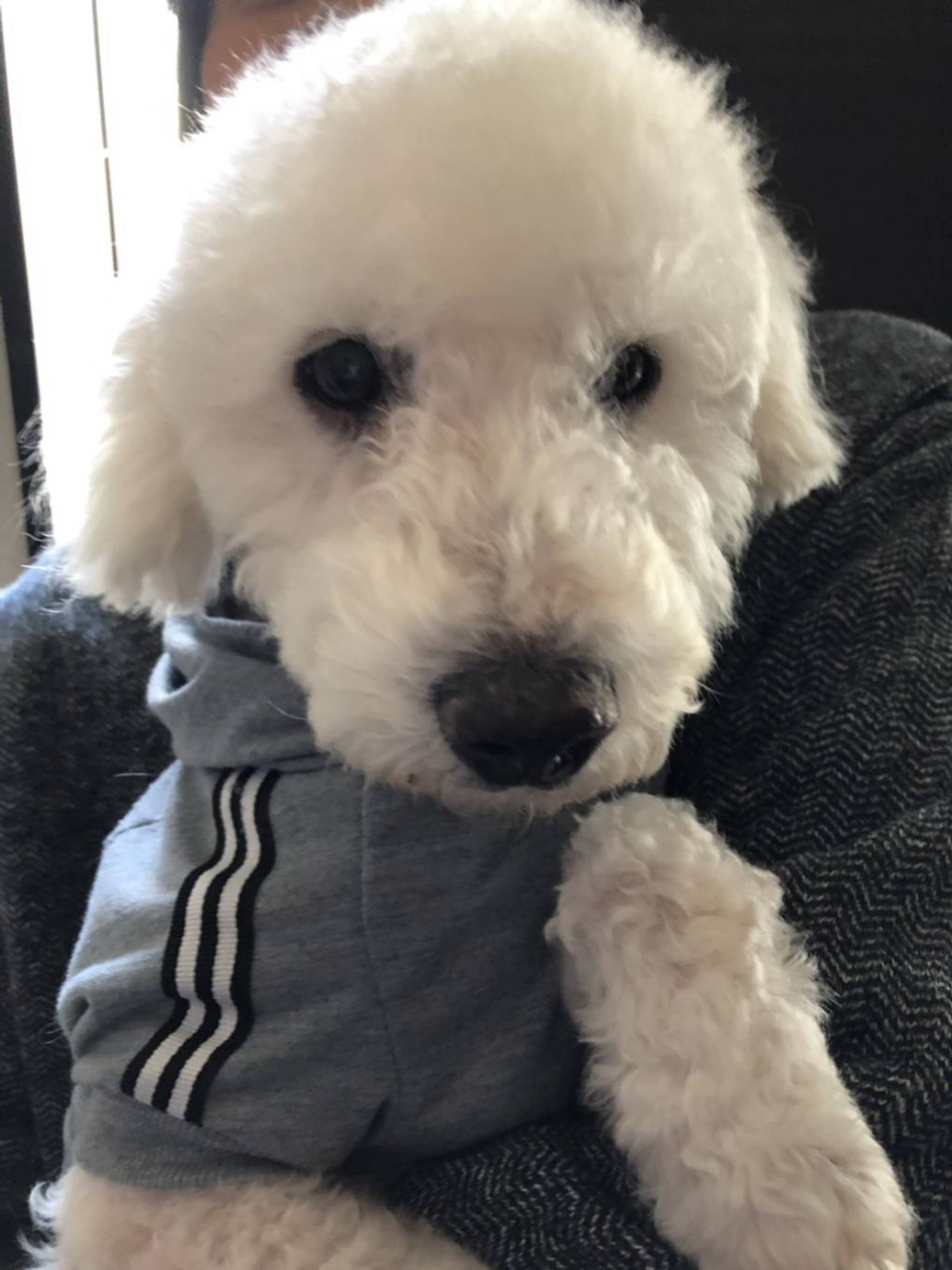 雑種（ミックス犬）・オスの里親募集の写真