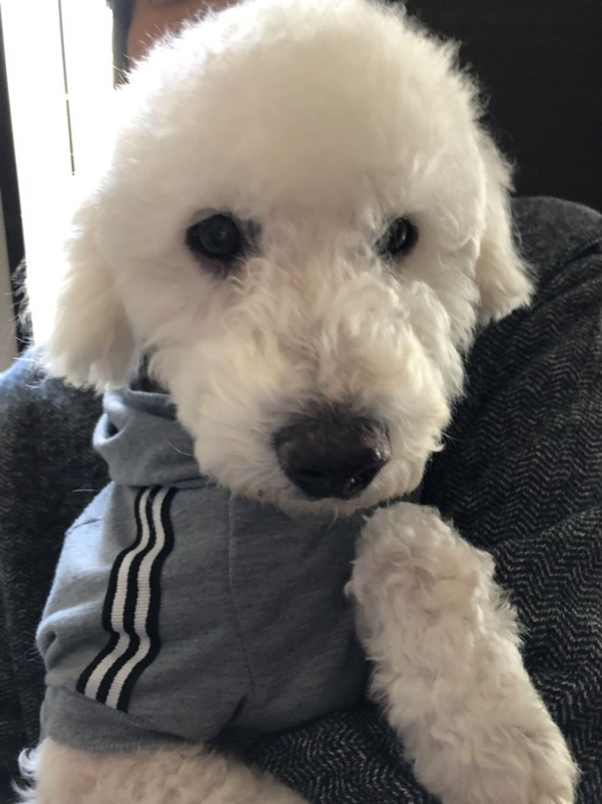 雑種（ミックス犬）・オスの里親募集の写真