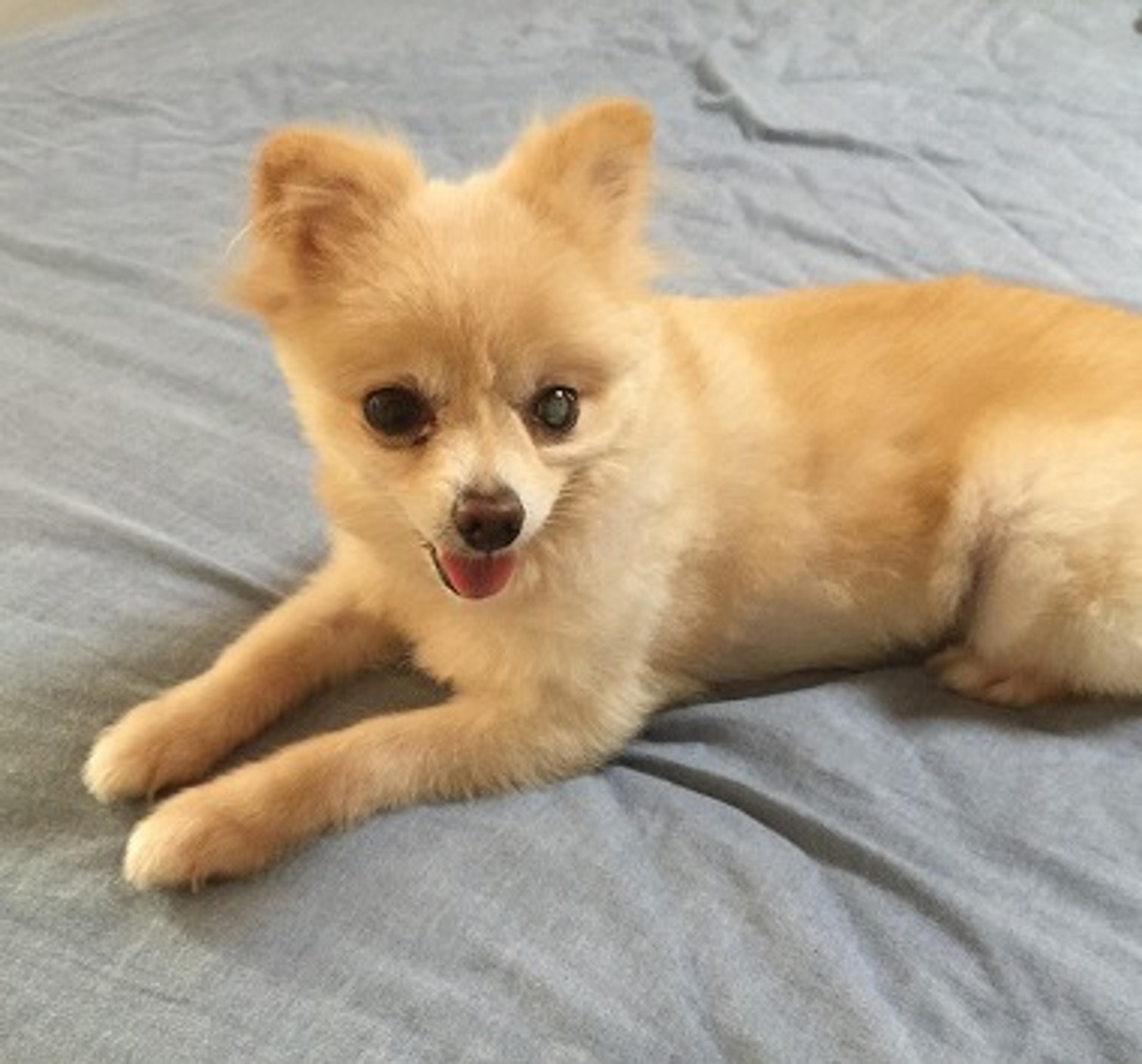 pet-image-2