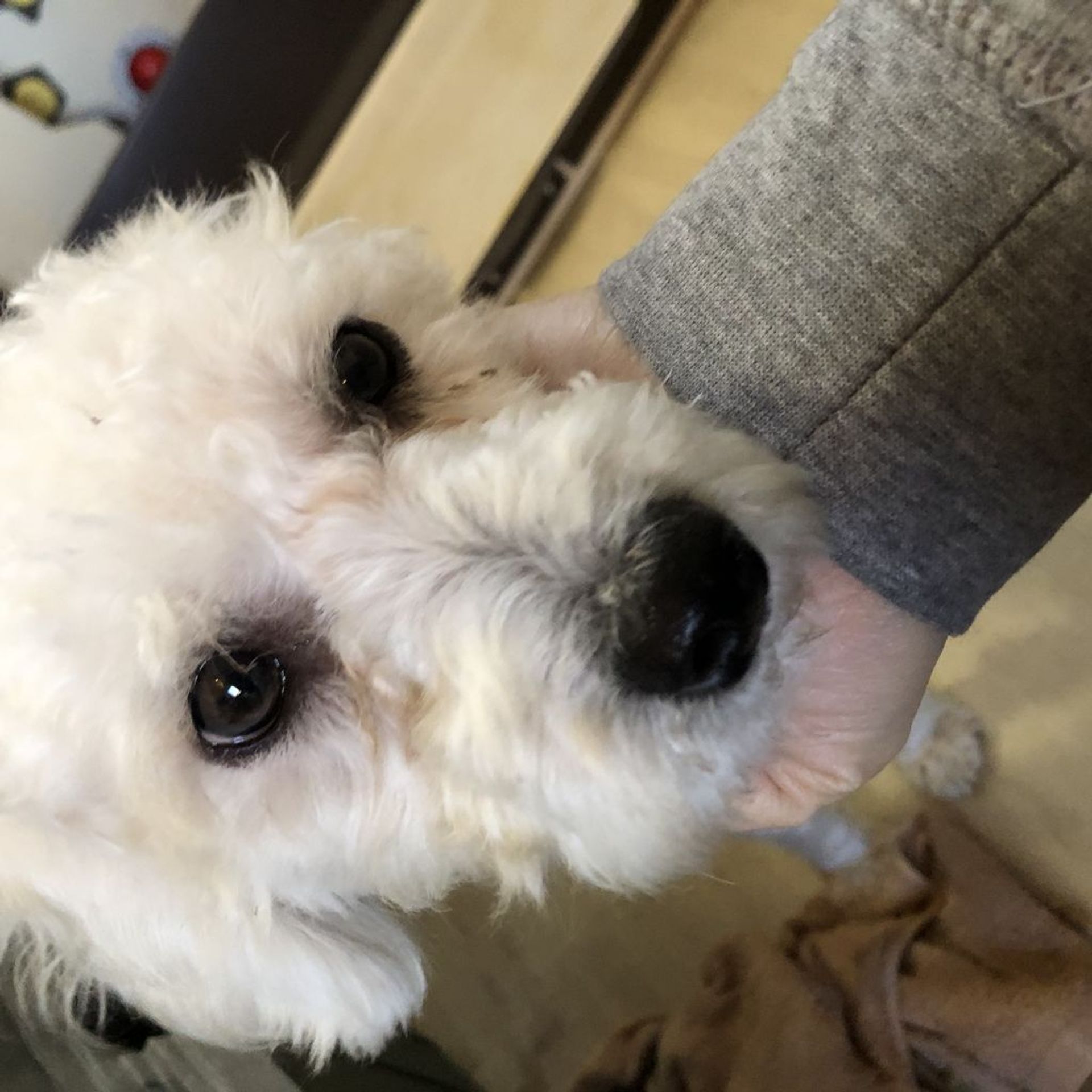 雑種（ミックス犬）・オスの里親募集の写真