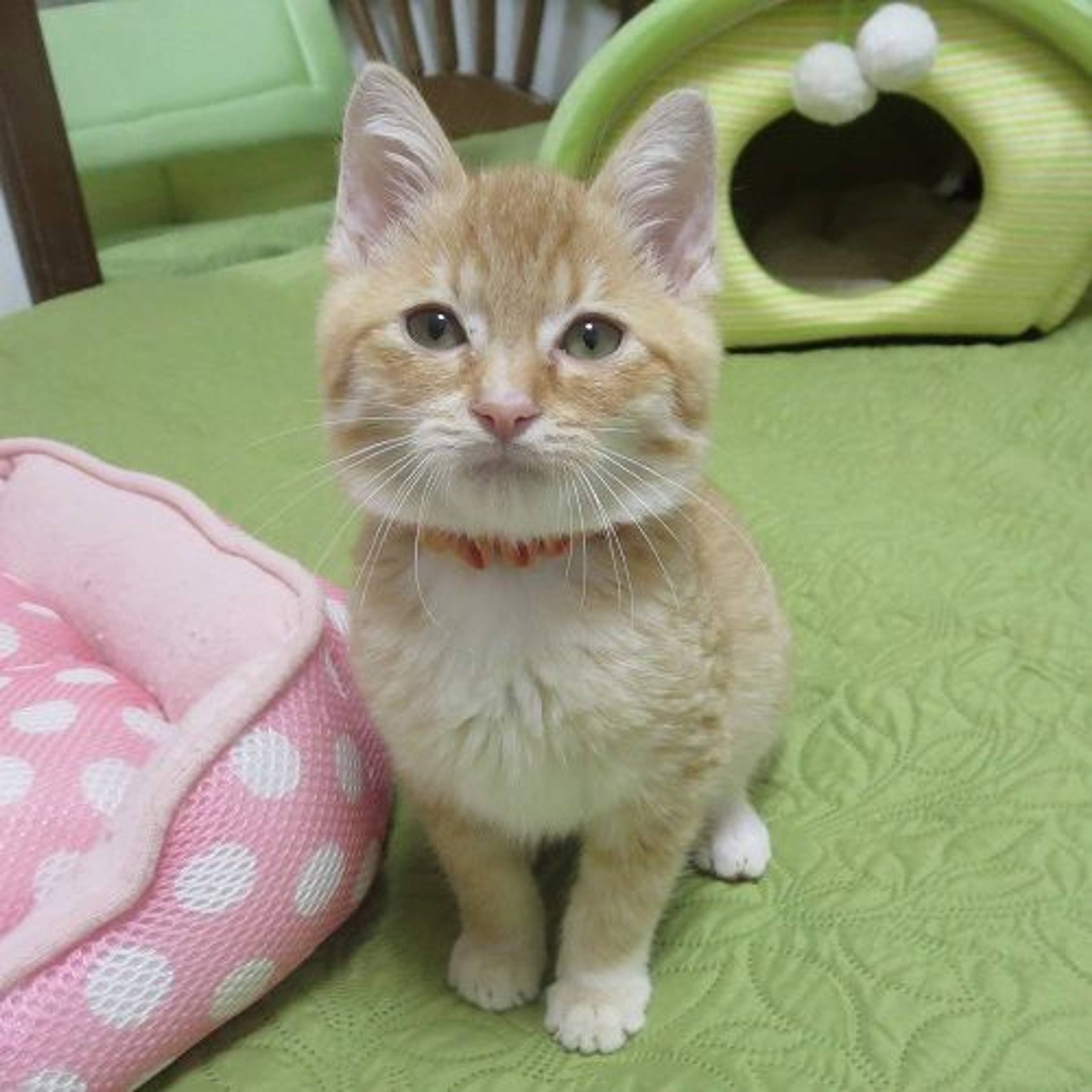 雑種（ミックス猫）・オスの里親募集の写真
