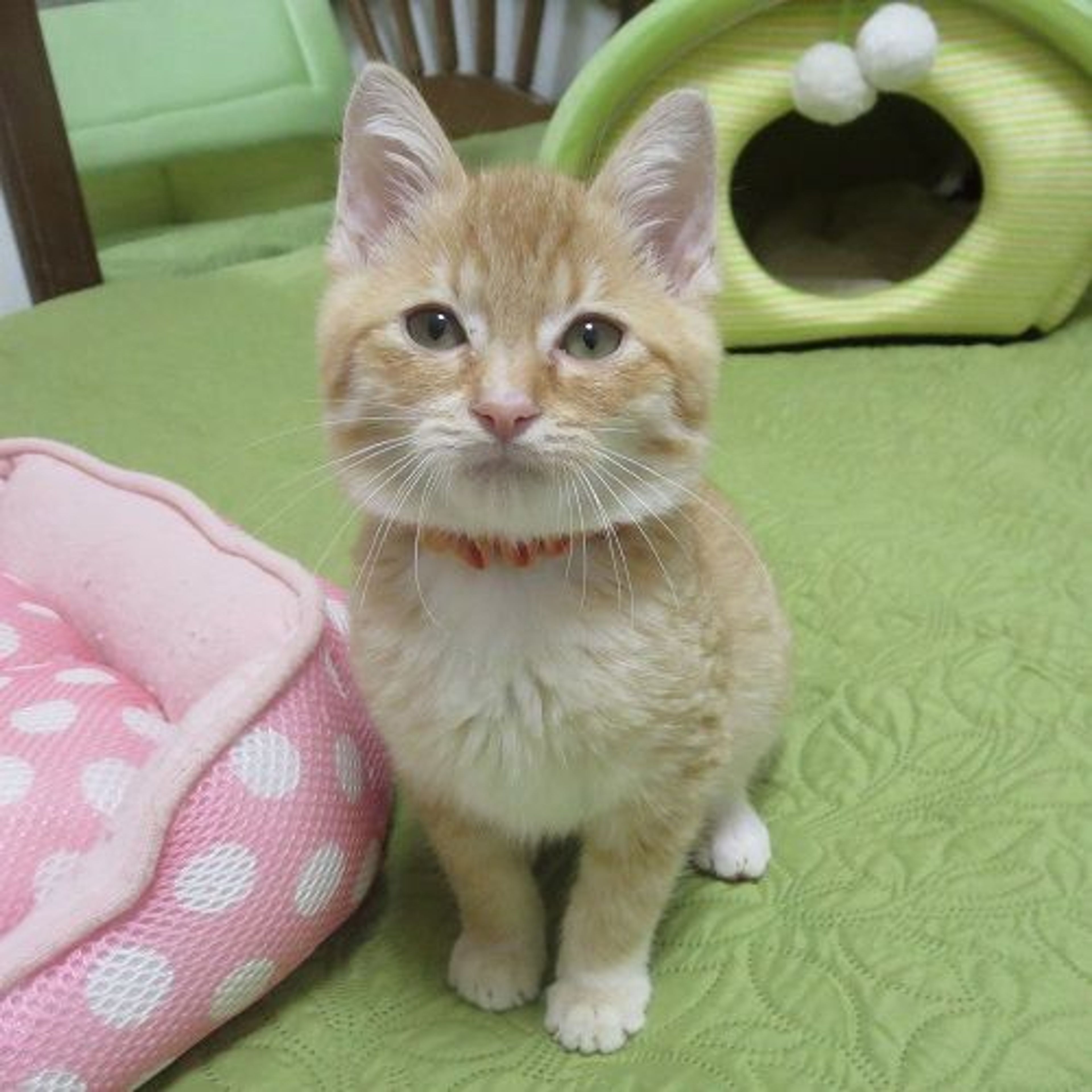 雑種（ミックス猫）・オスの里親募集の写真