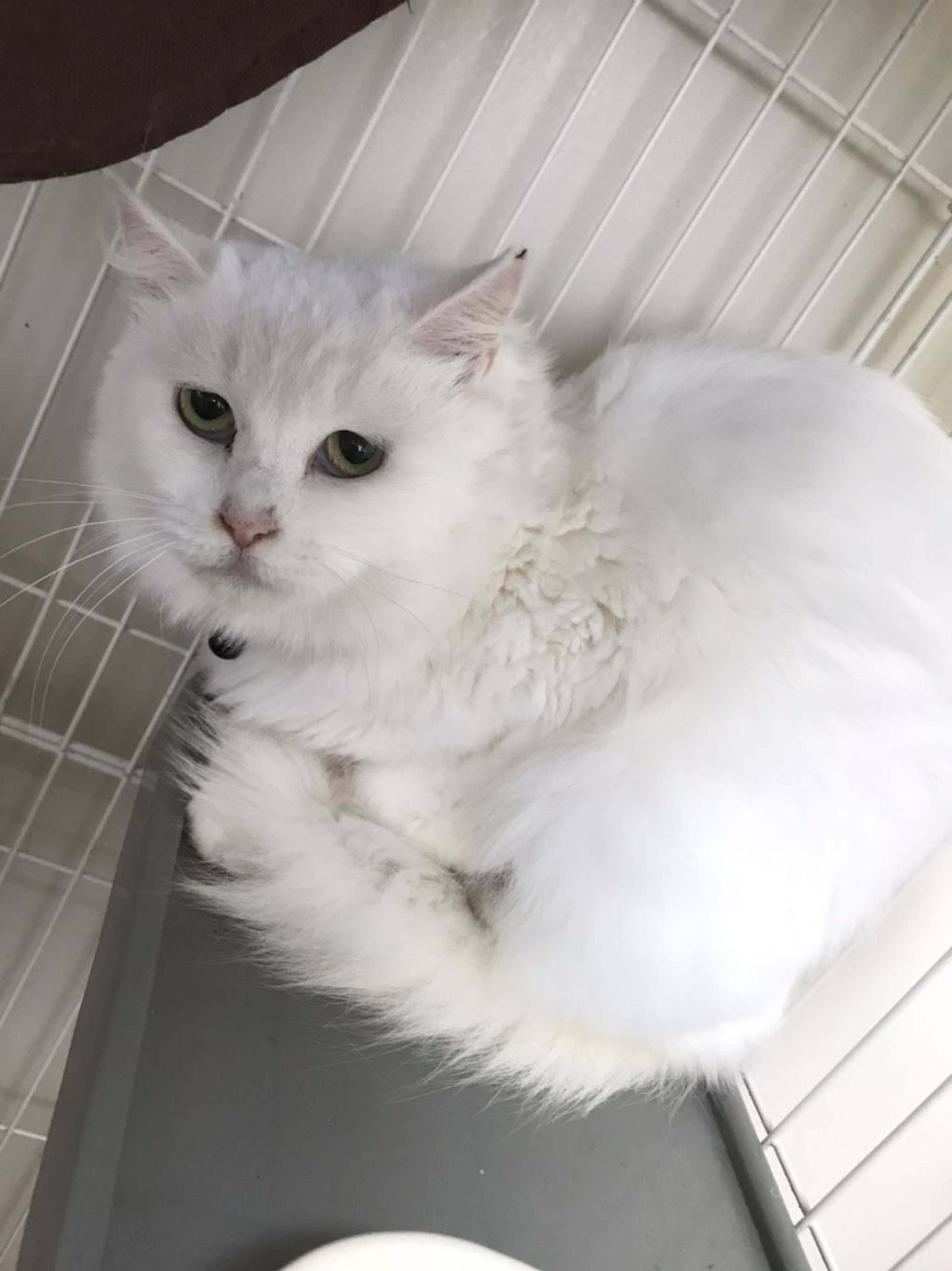 雑種（ミックス猫）・メスの里親募集の写真