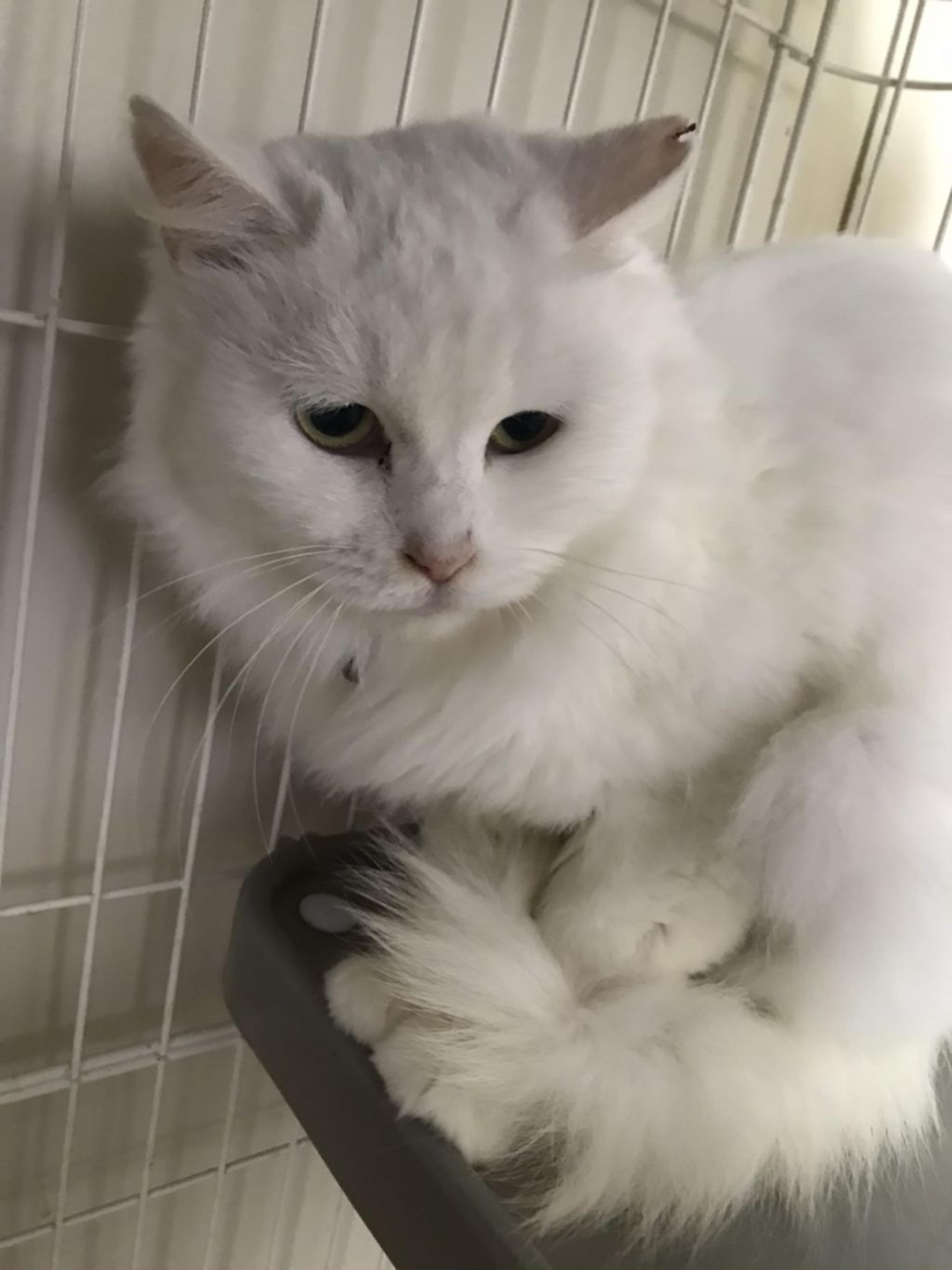 pet-image-2