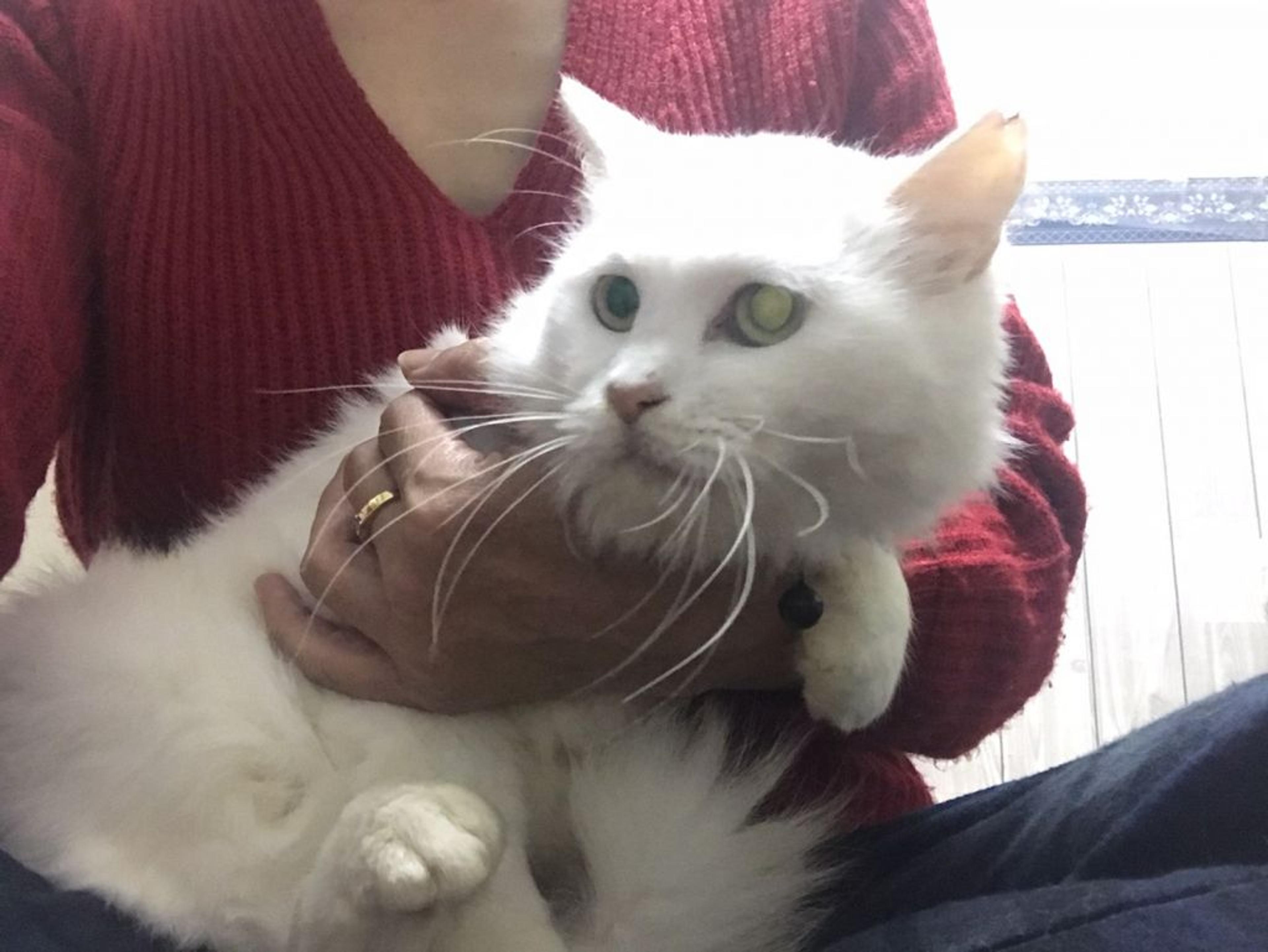 pet-image-3