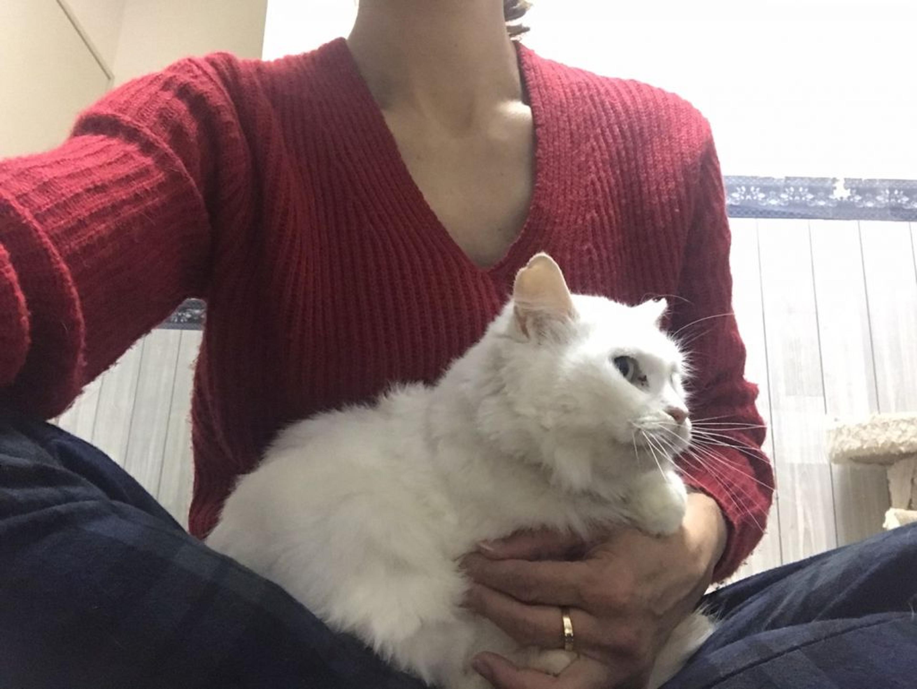pet-image-4
