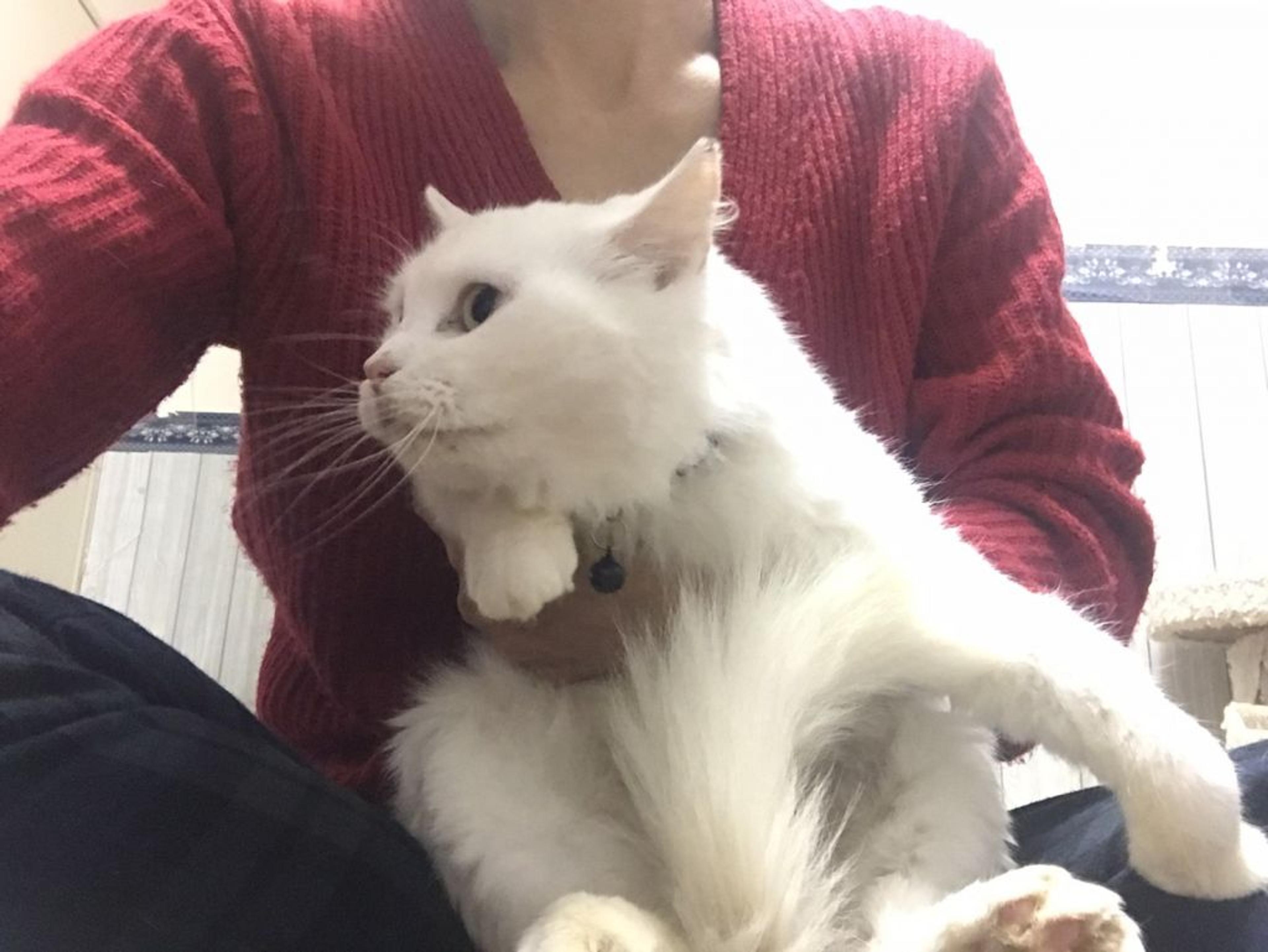 pet-image-5