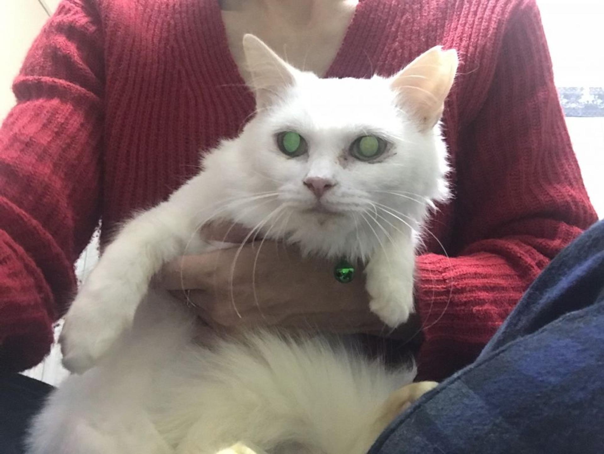 pet-image-5