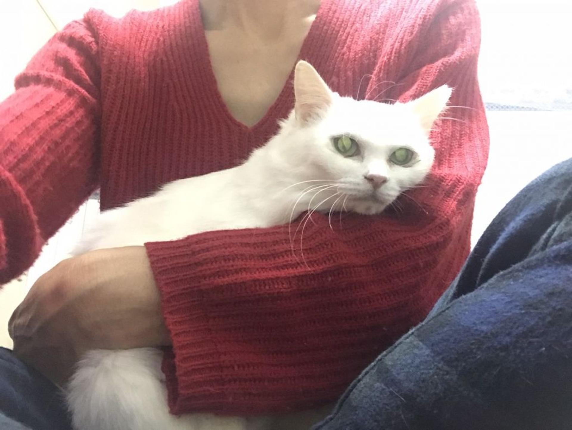 pet-image-6