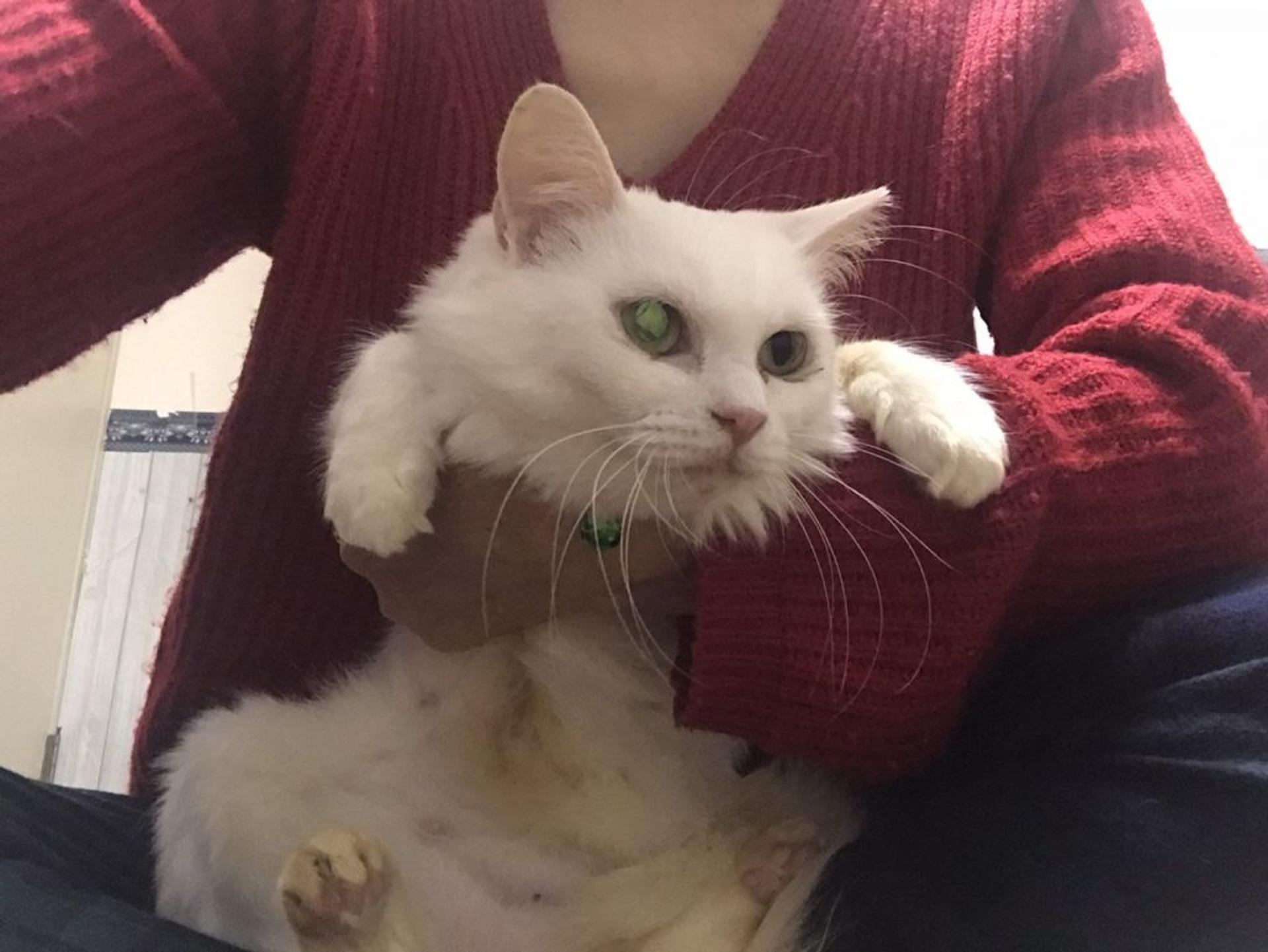pet-image-8
