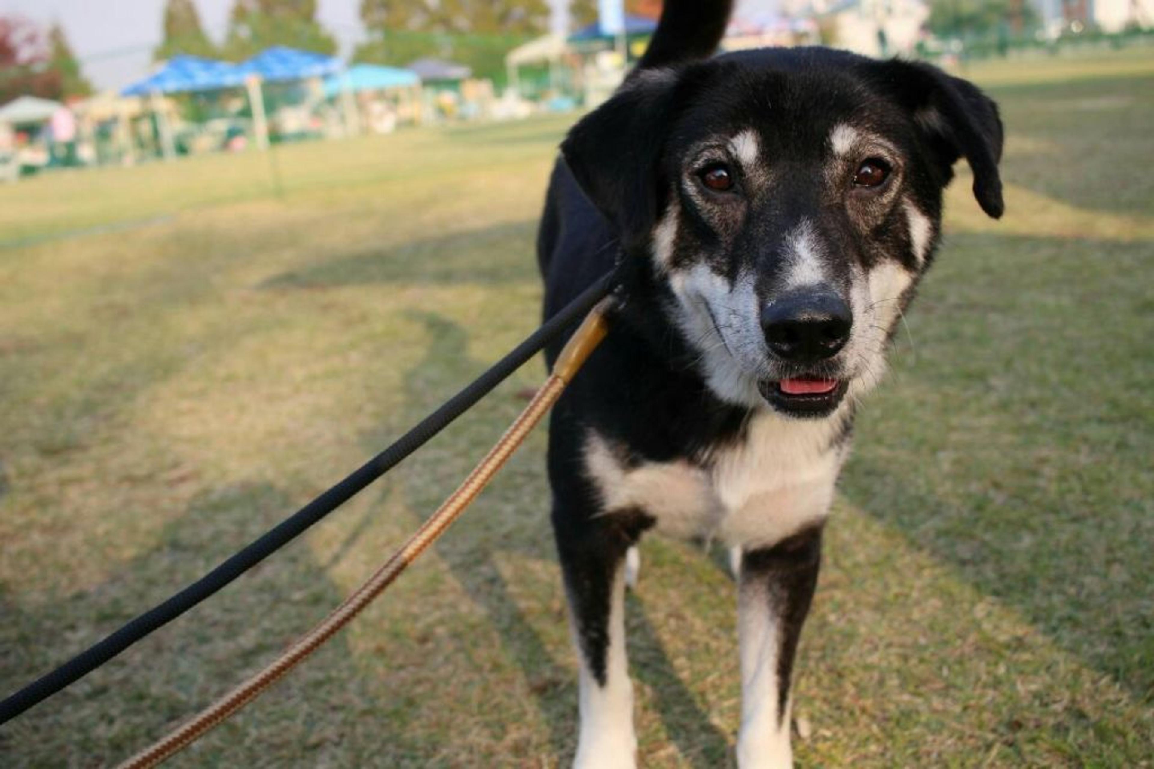 pet-image-4