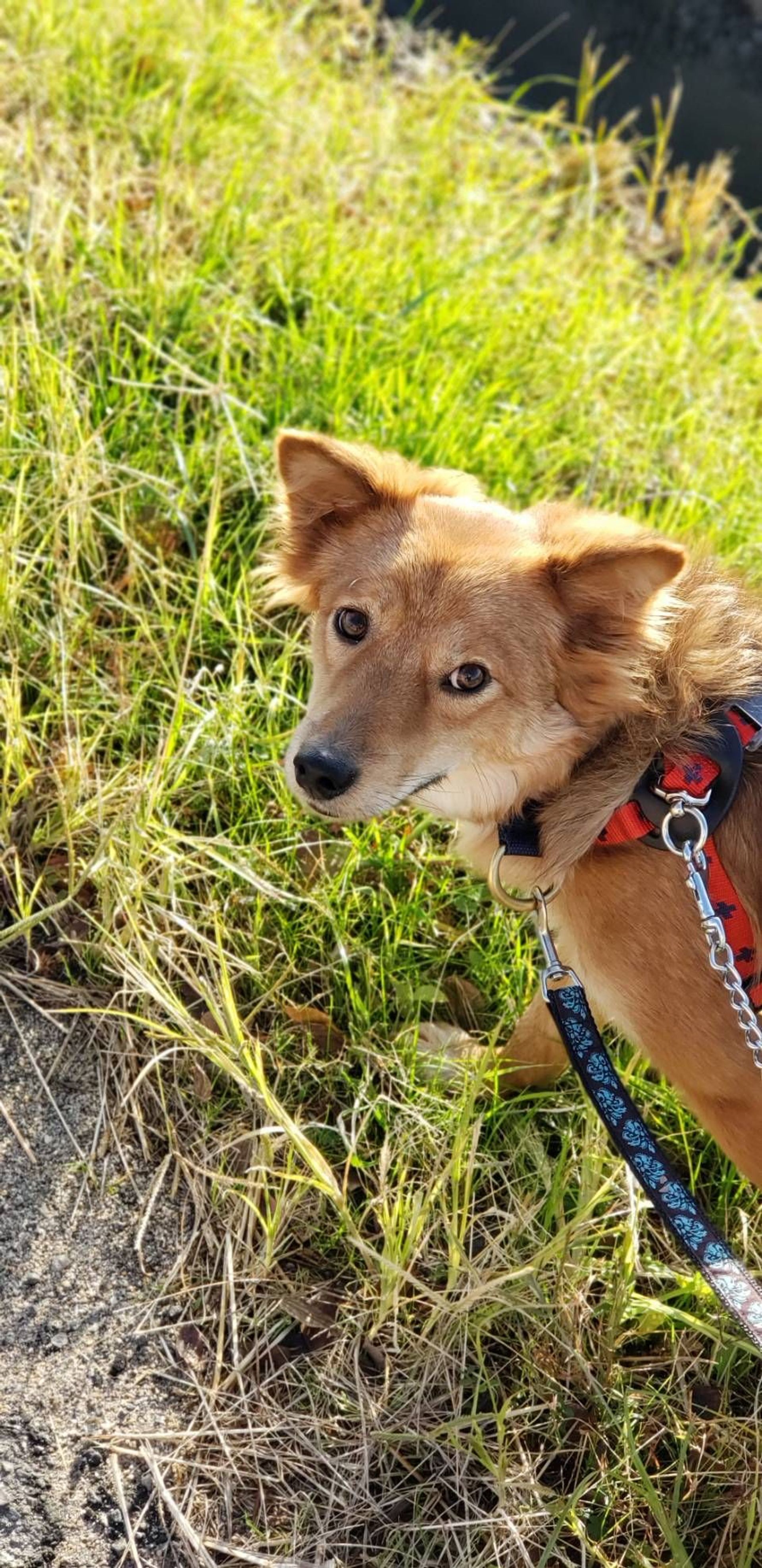 雑種（ミックス犬）・メスの里親募集の写真