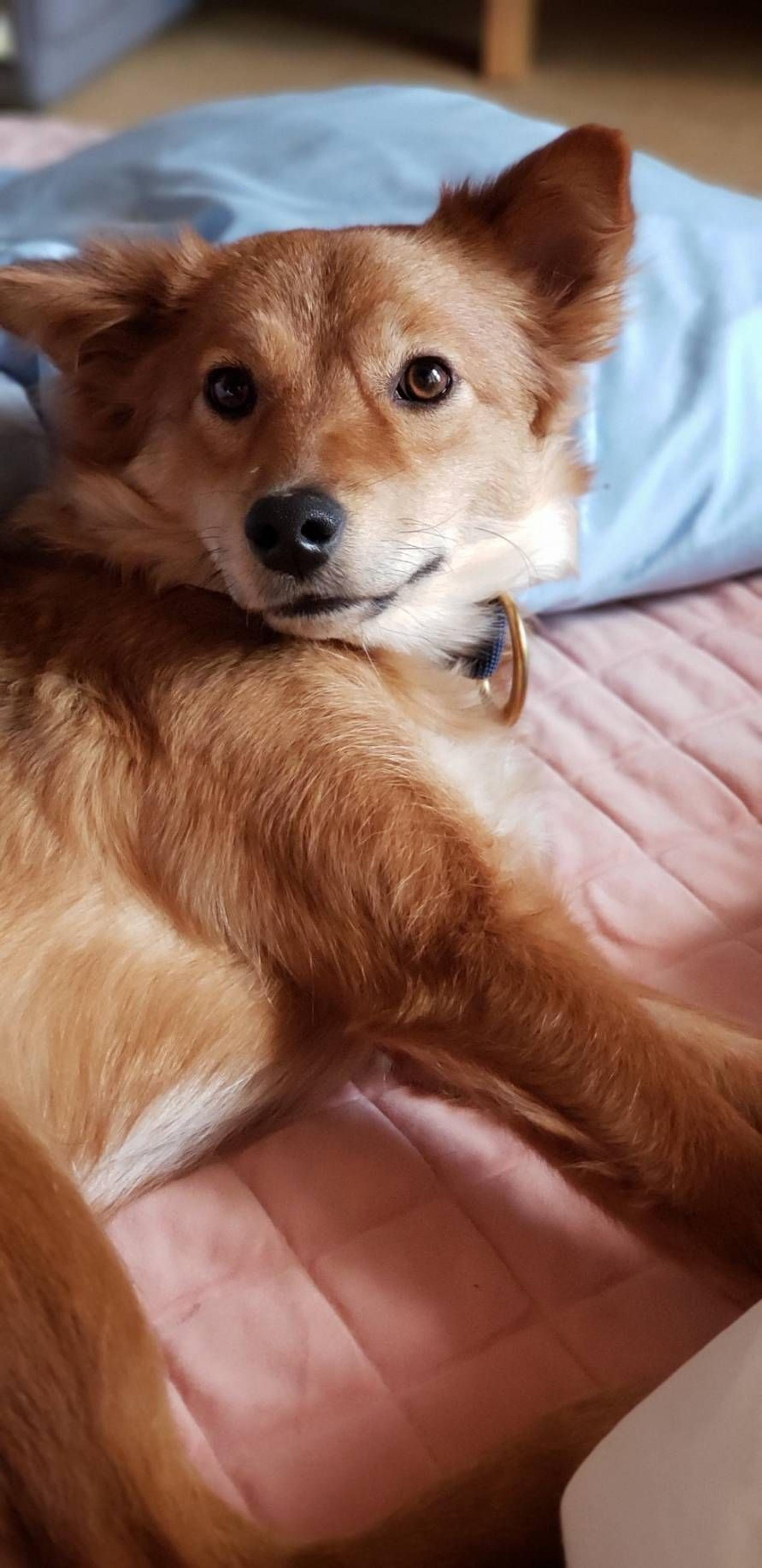 pet-image-4