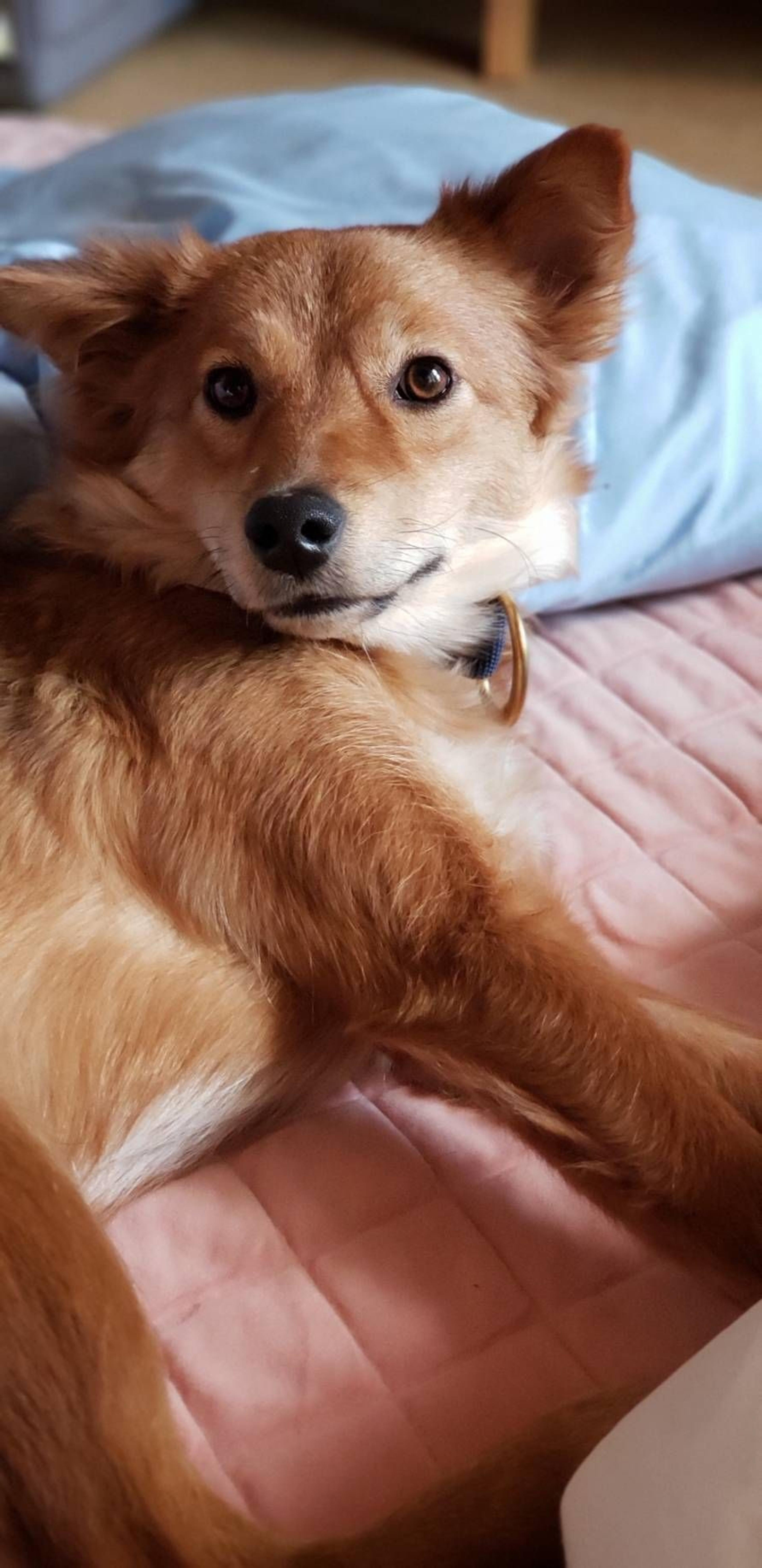 pet-image-4