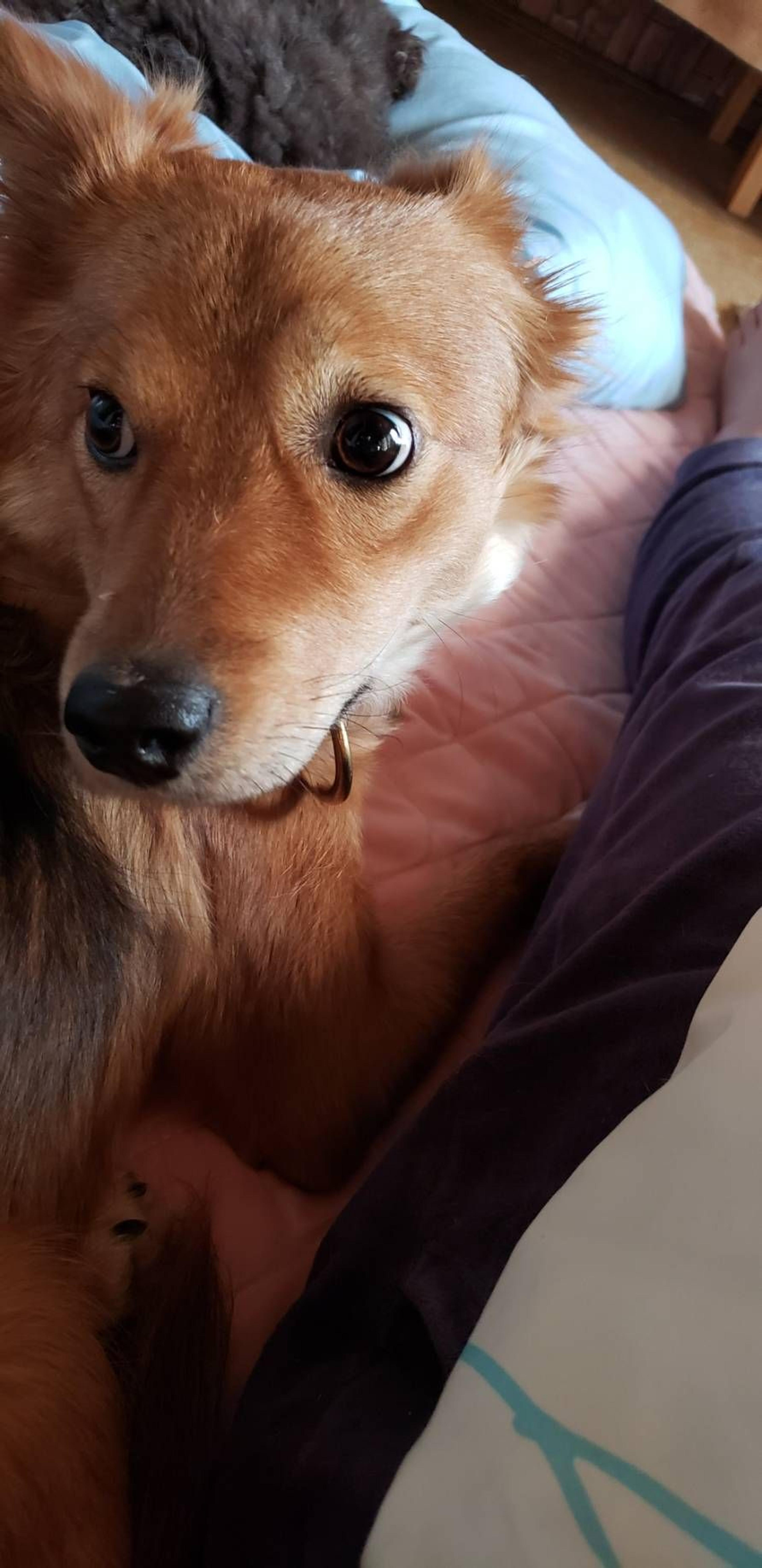 pet-image-5